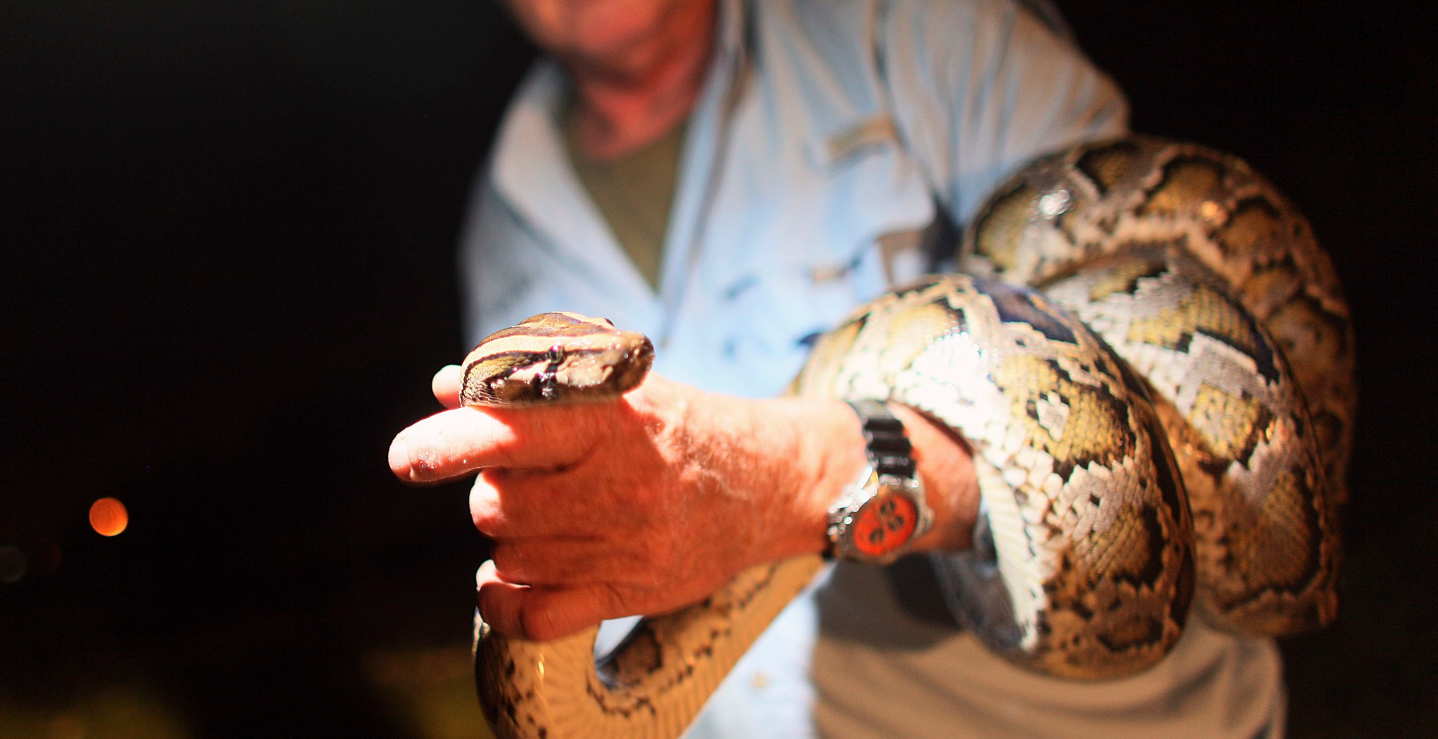 You Can Win $10,000 For Catching Snakes In Florida