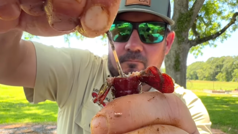 How to Remove the Poop Line from a Crawfish - Wide Open Spaces