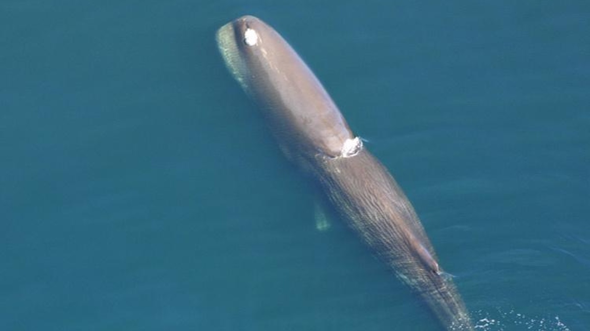 sperm whale