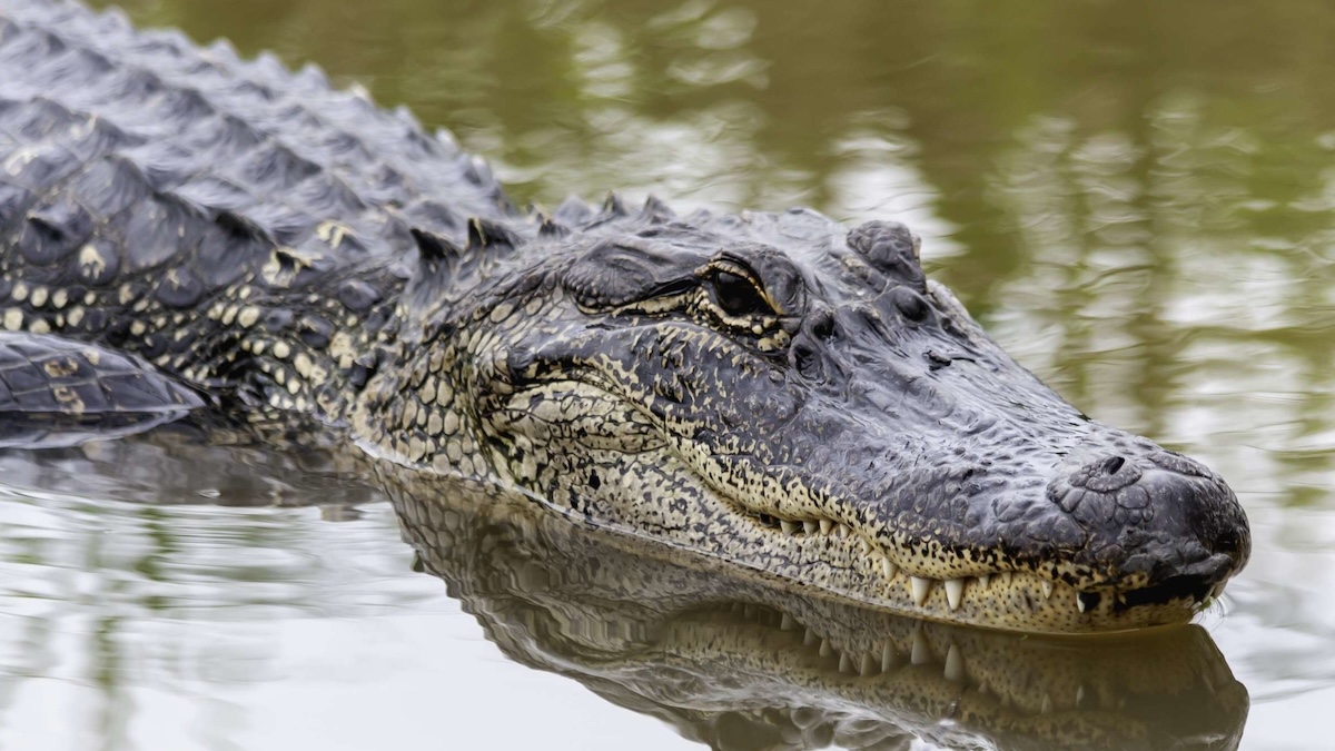 texas alligator