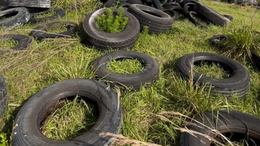 Florida Man Accused Of Shooting At Alligator While Dumping Tires