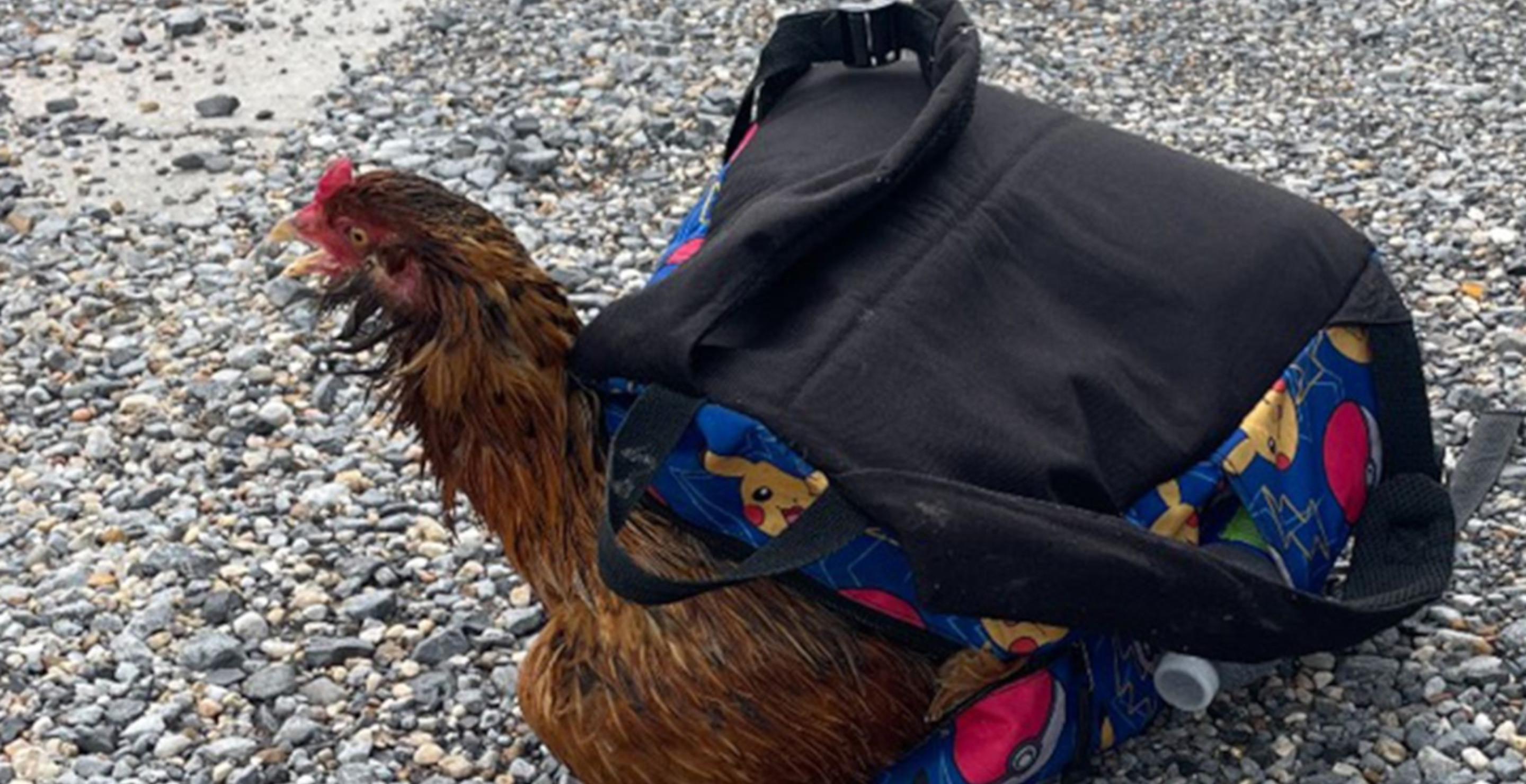 Authorities Bizarrely Discover Rooster In Backpack of Missing Child