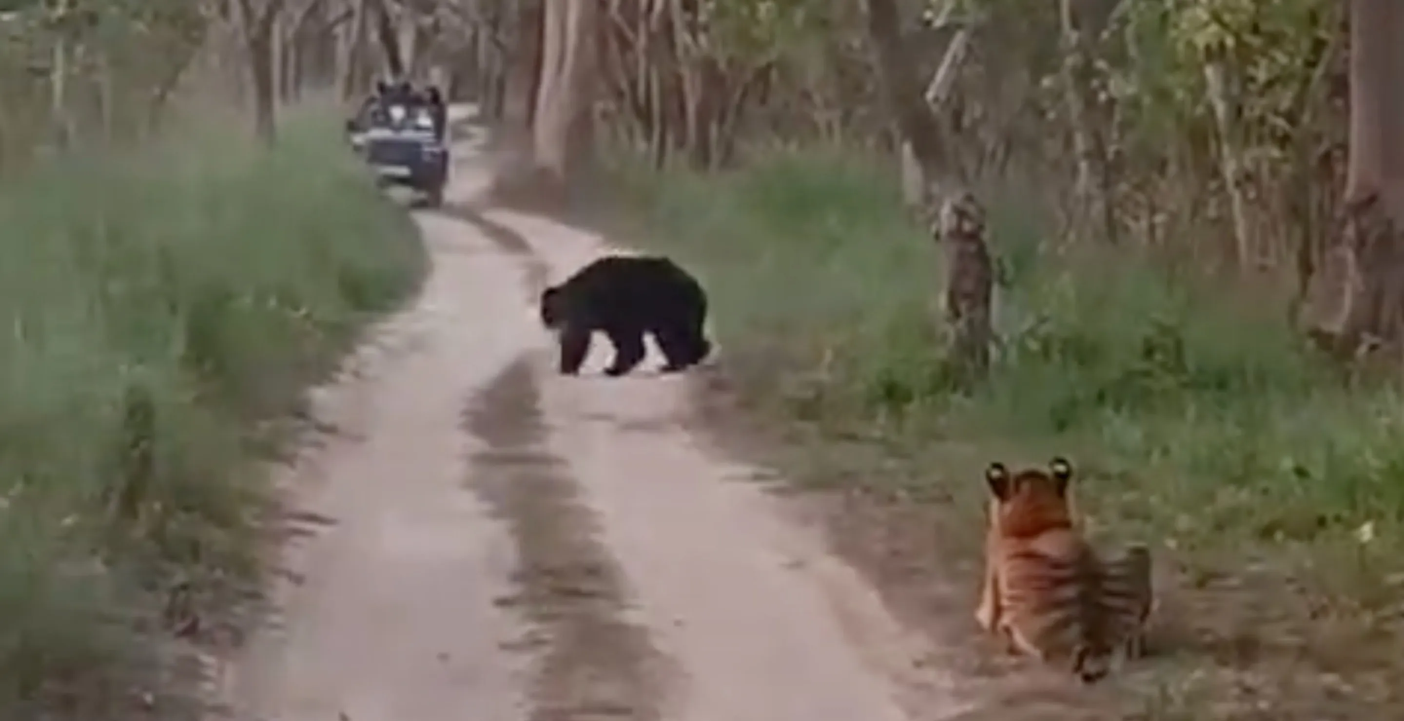 Crazy Video Shows What Happens When A Bear And Tiger Face Off
