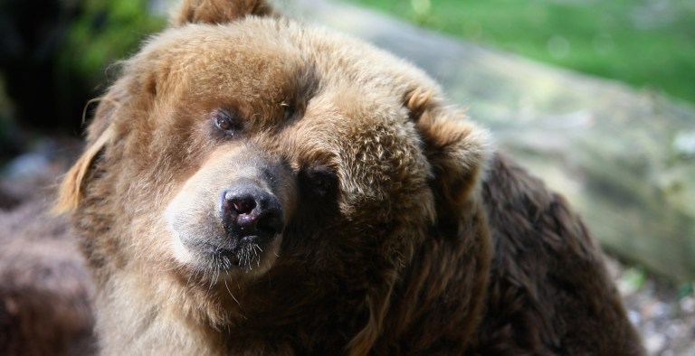 Hunter Accidentally Shoots Himself While Getting Mauled By Brown Bear ...