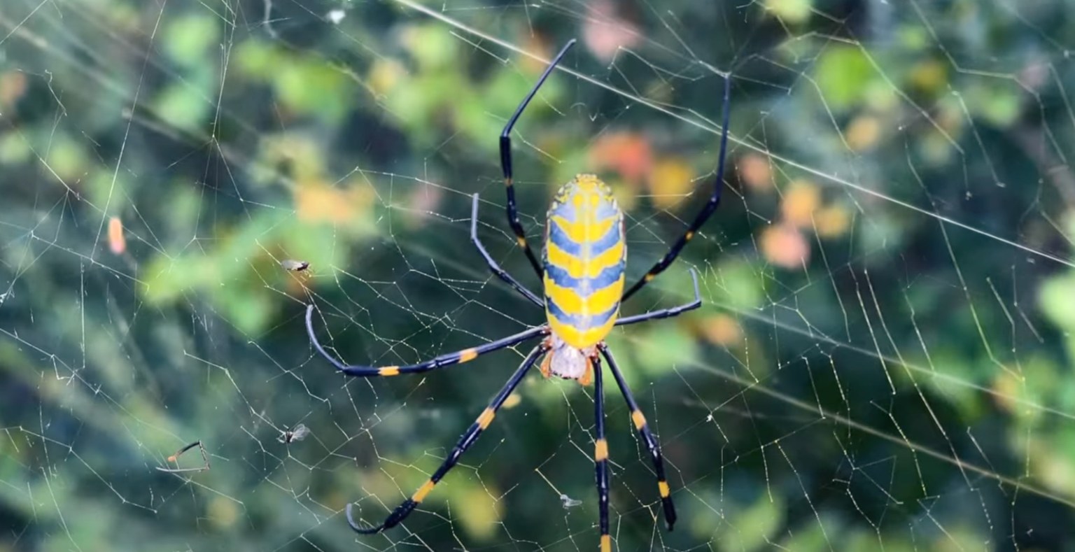 Giant Invasive Spiders Will Soon Parachute Into New York And New Jersey ...