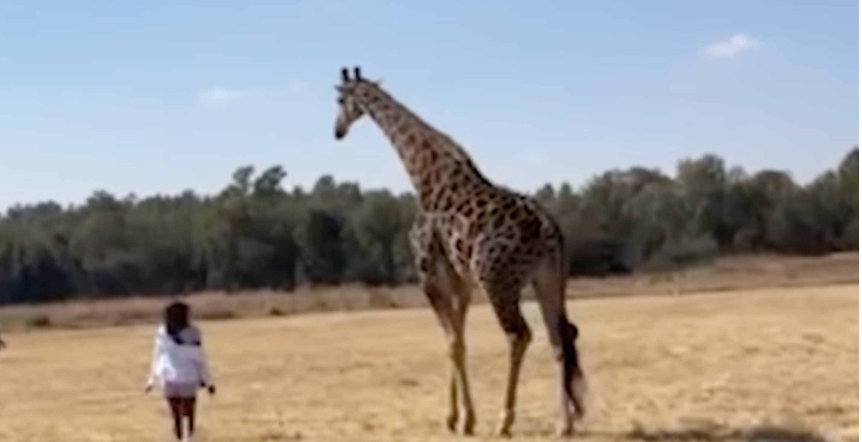 Giraffe Soccer Kicks Woman in the Face