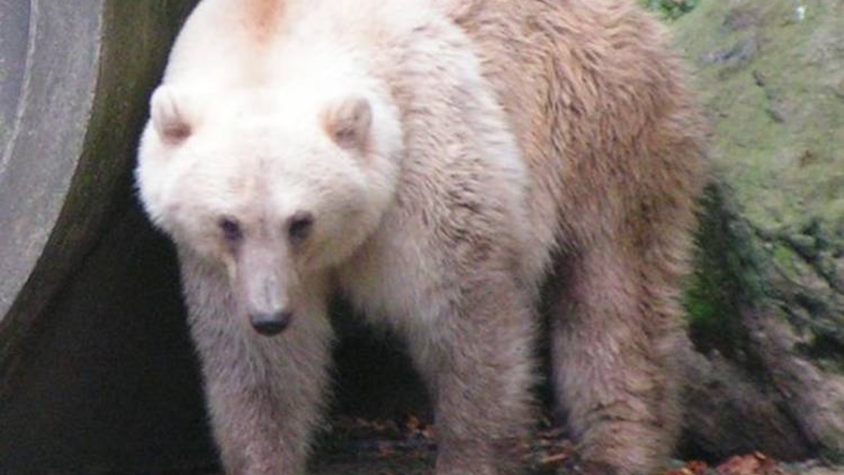 Study: Grolar Bears Exist in the Wild But Are Extremely Rare