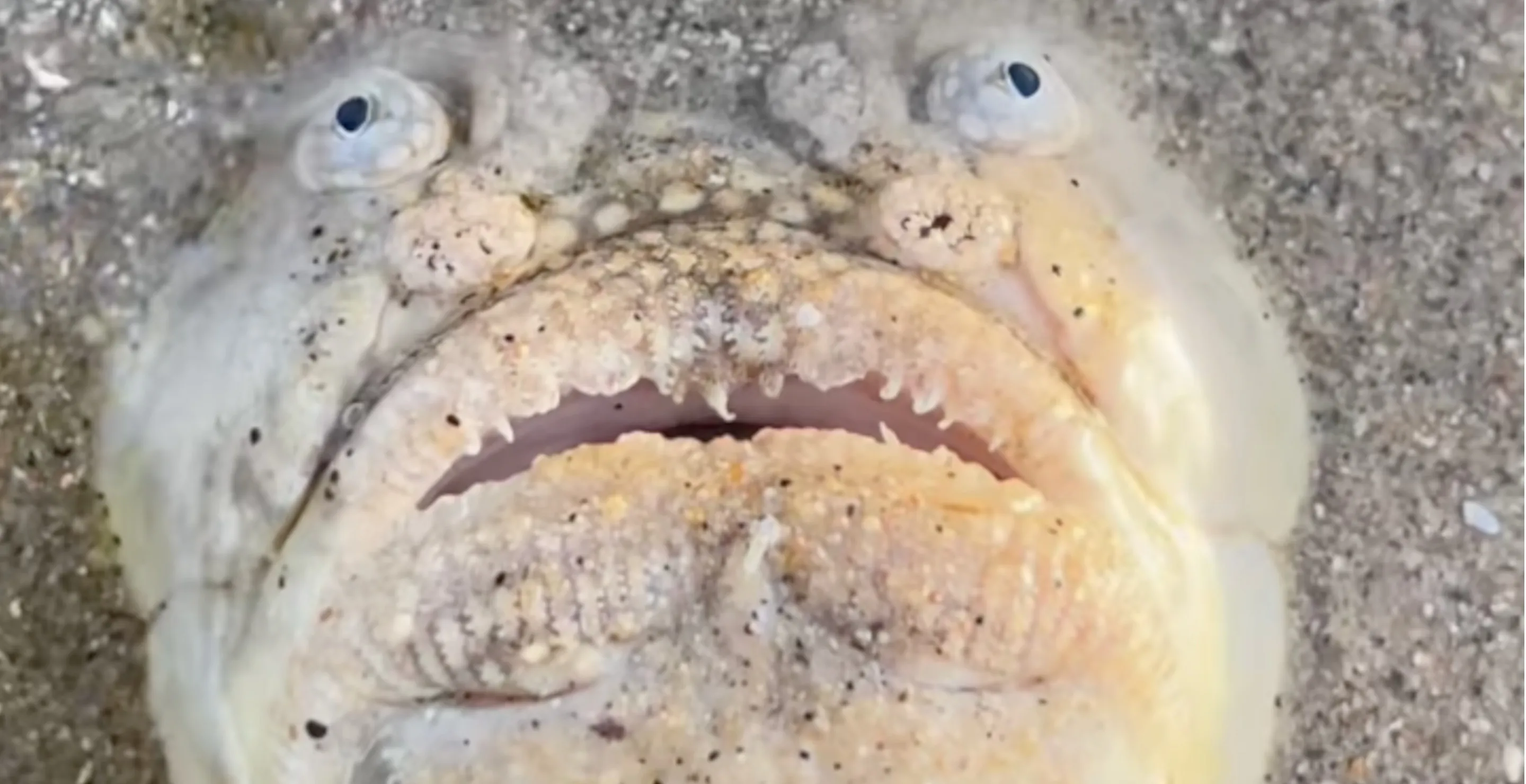Hideous Fish Makes Rare Appearance, Terrifies Viewers With Its Ugliness
