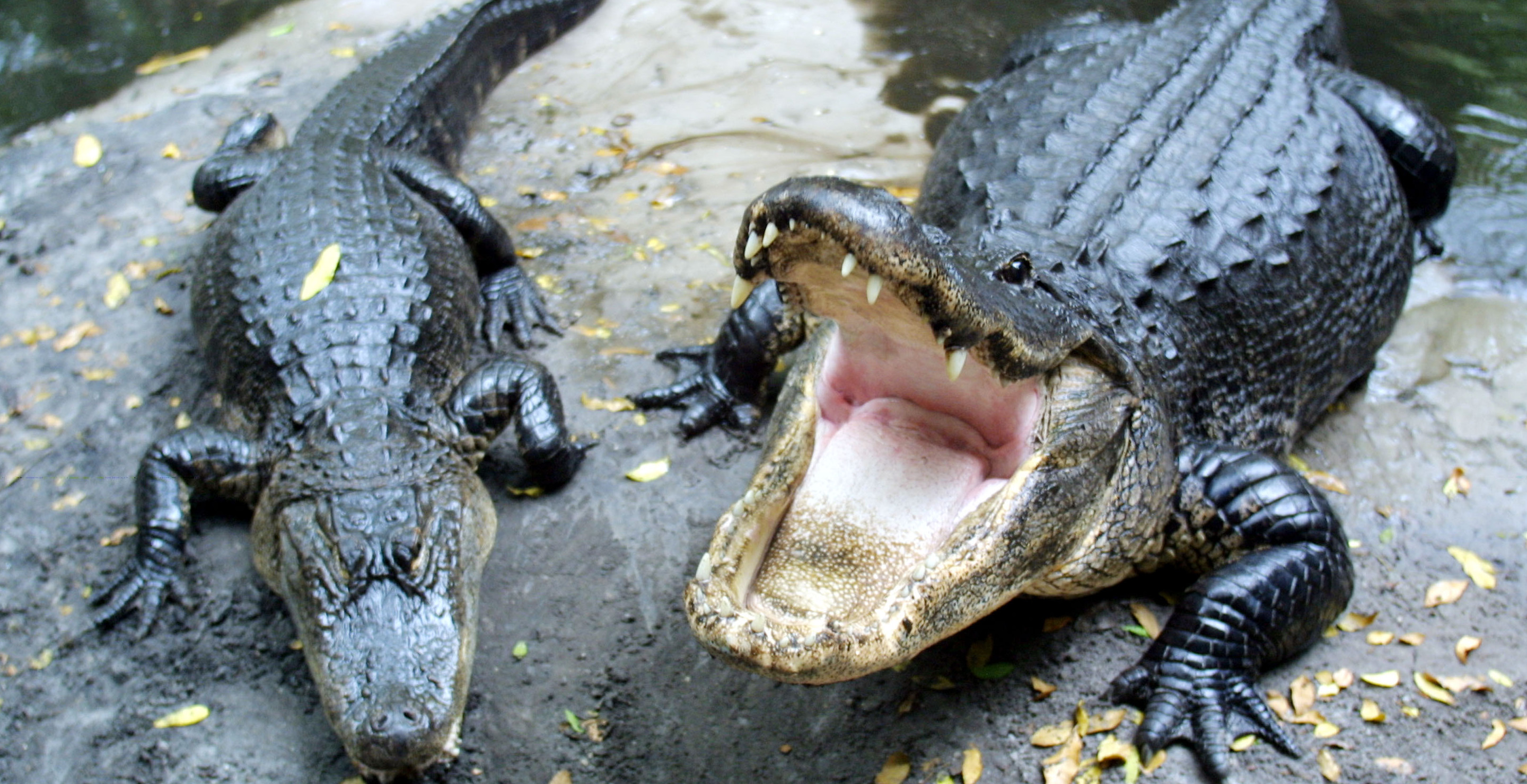 Homeless Man Loses Arm In Grisly Alligator Attack In Florida