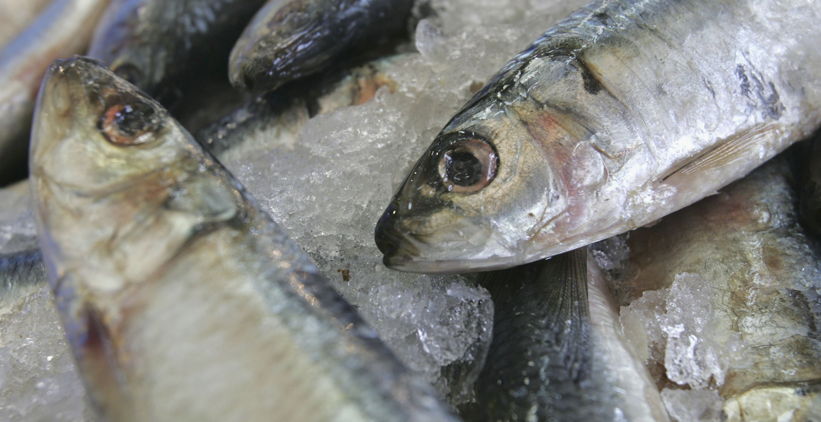 If You Want To Live Longer, Eat More Small Fish Whole Study Says