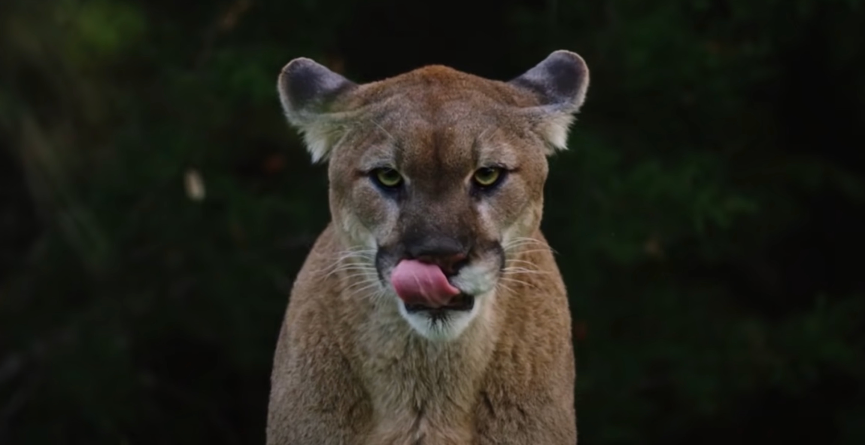 It Could Soon Be Illegal To Hunt Mountain Lions In Colorado — Here's Why