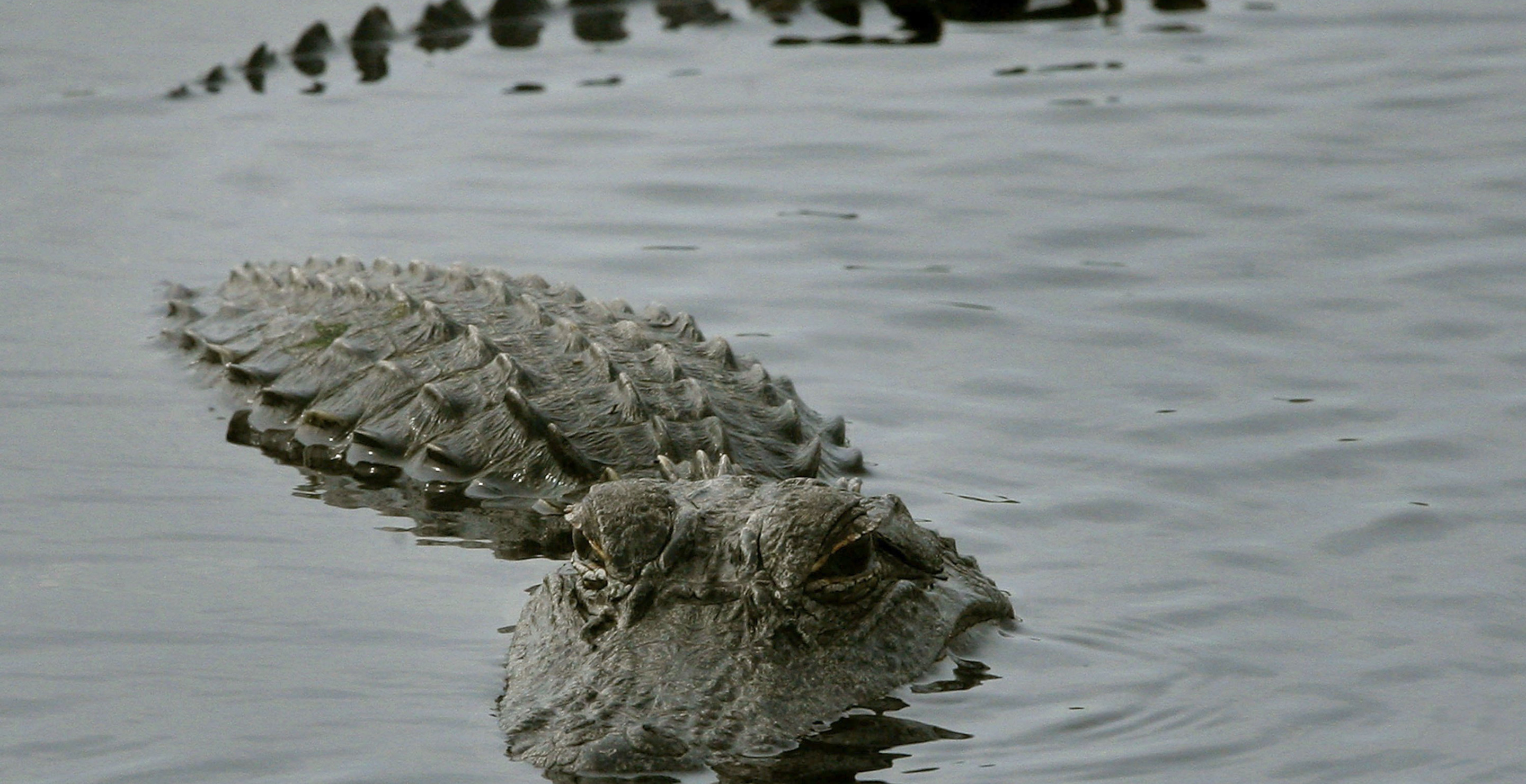 Police Footage Shows Grisly Aftermath Of A Woman Killed in Horrifying Alligator Attack