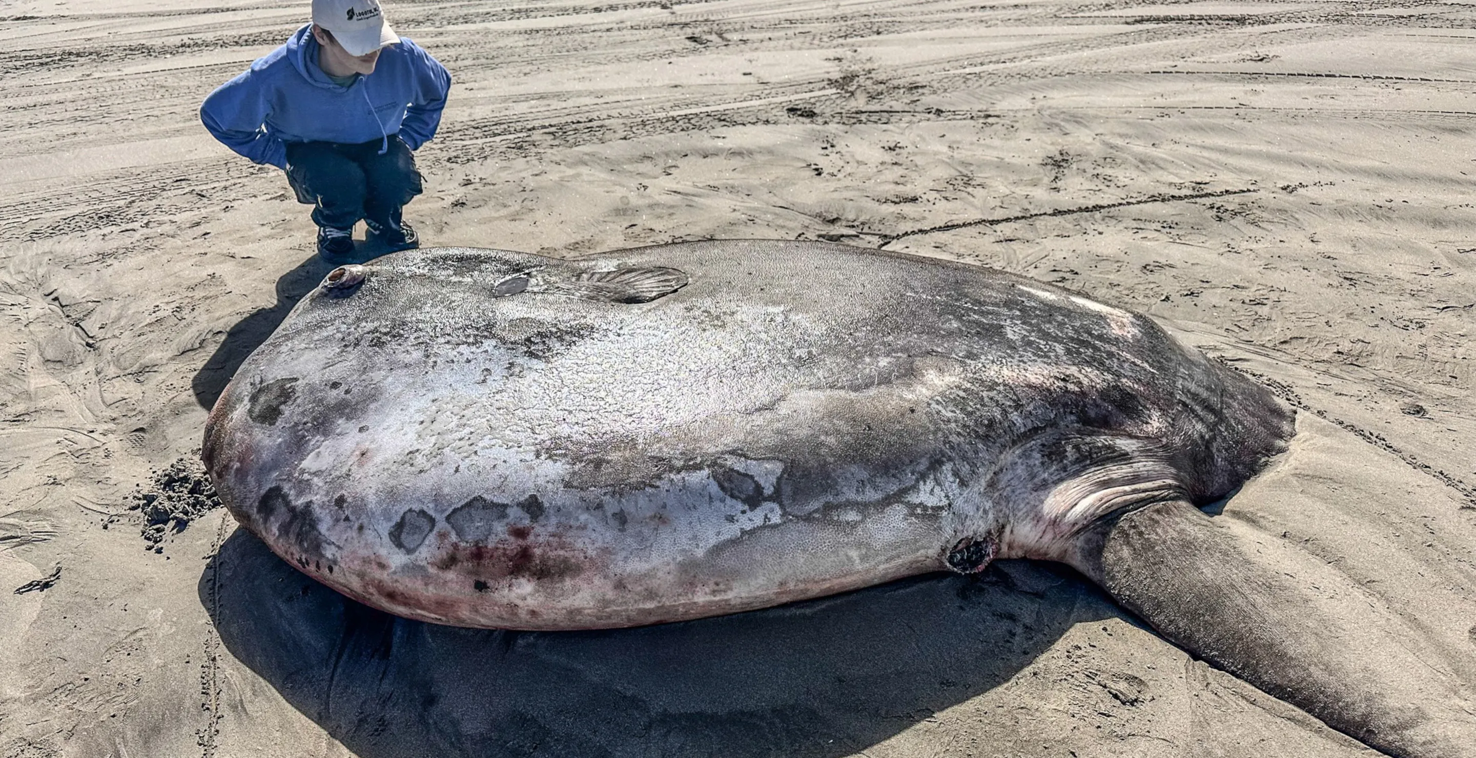 Rare Fish As Big As A Dining Room Table Washes To Shore