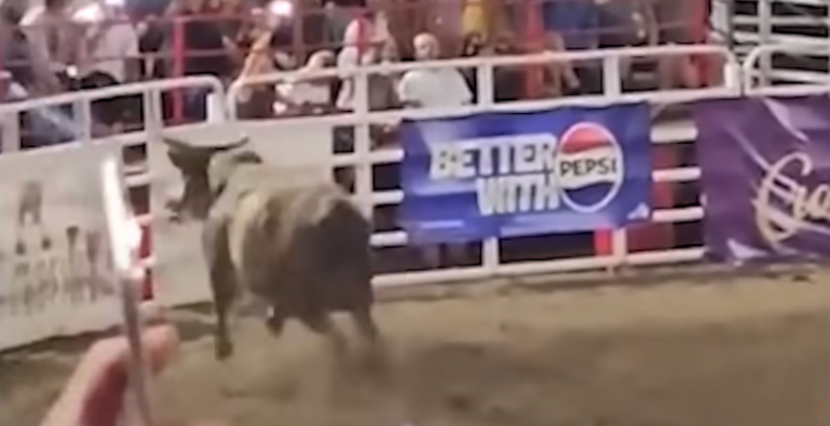 Rodeo Decides Fate Of Bull That Escaped And Injured Several People