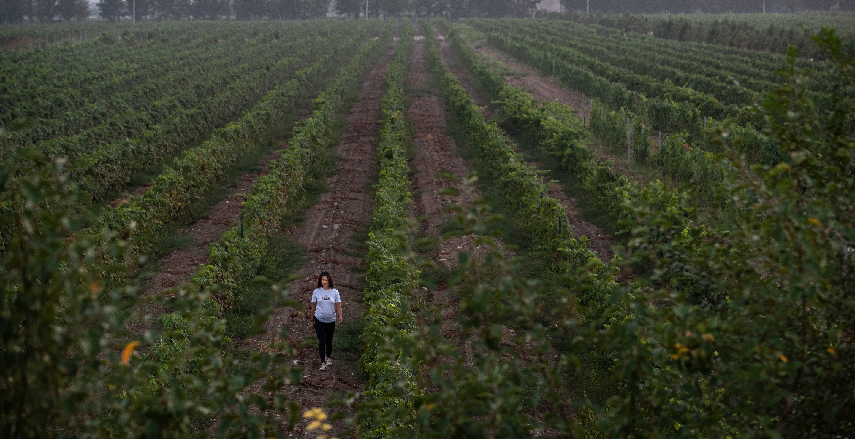 Something To Wine About? Invasive Insect Breed Is Devastating Vineyards