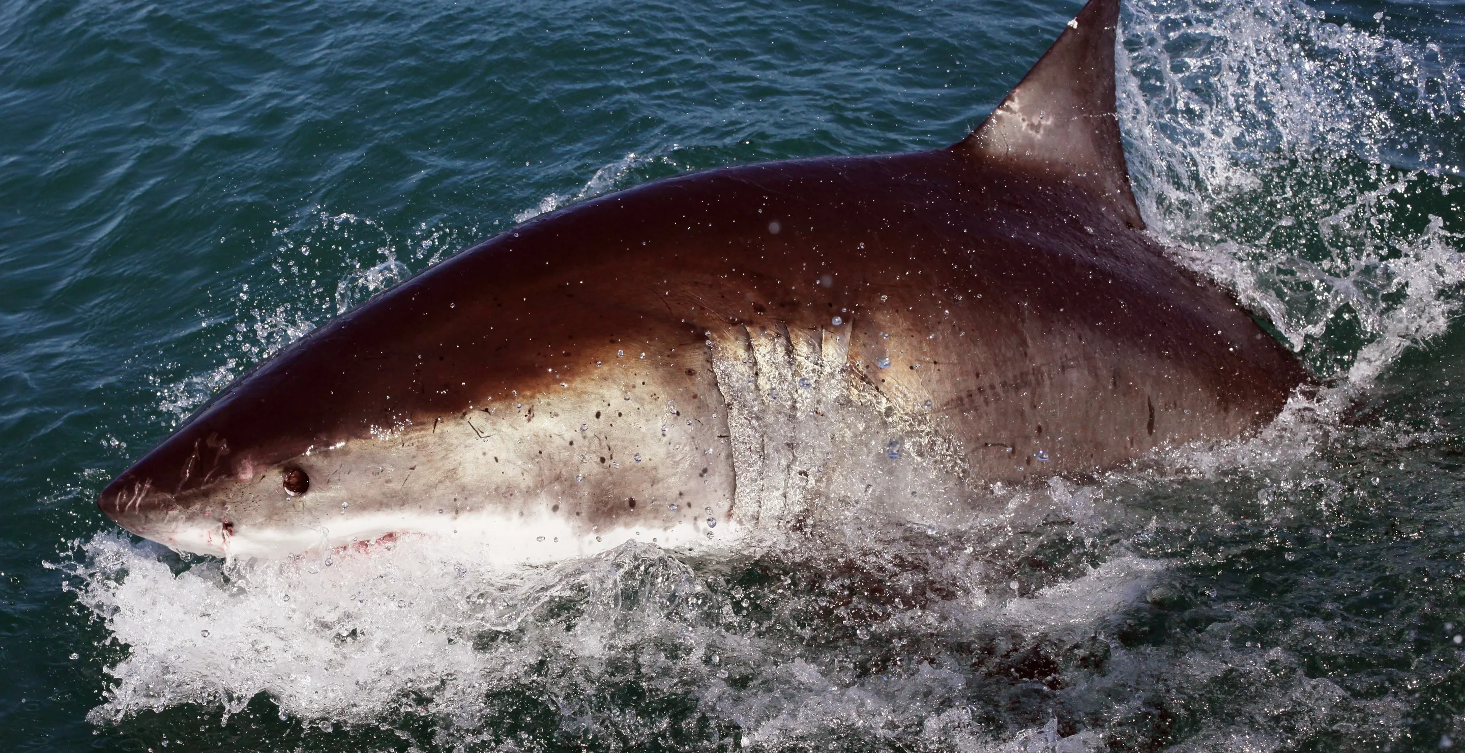 Swimmer Had To Swim Through Own Blood After Grisly Shark Attack