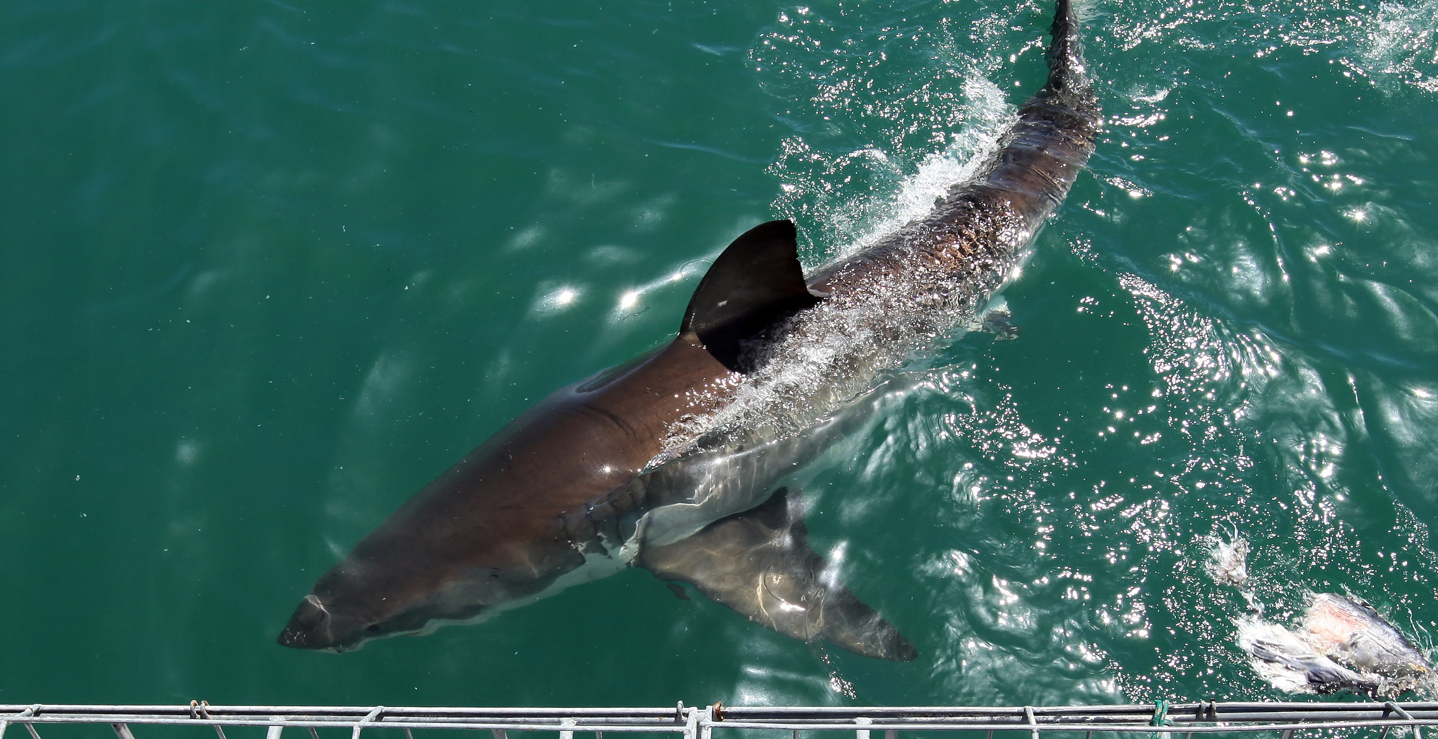 Three-People-Attacked-By-Sharks-Just-90-Minutes-Apart-On-Neighboring-Florida-Beaches