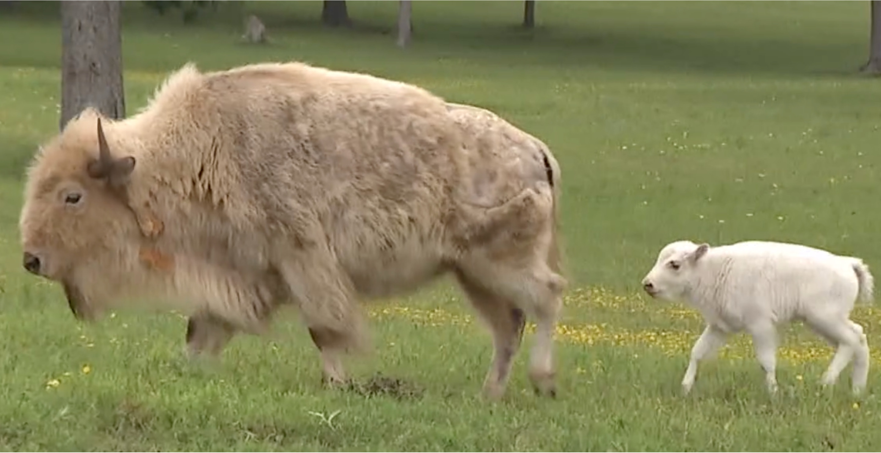 Turns Out That Rare White Bison Calf At Yellowstone Fulfilled An Ancient Native American Prophecy