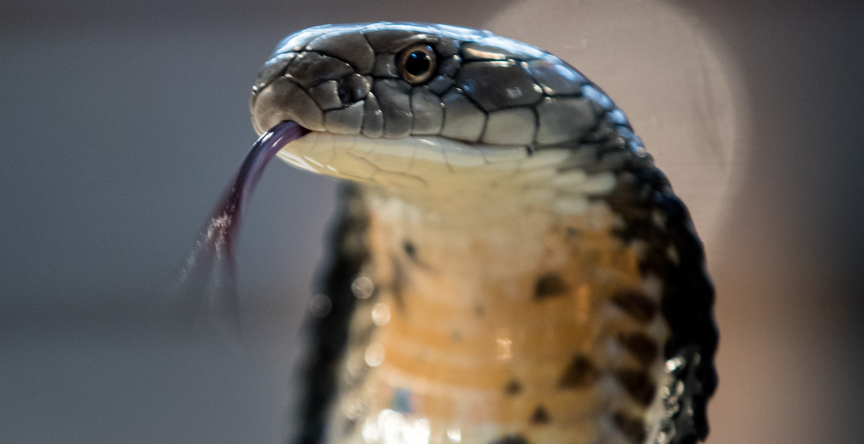 Woman Opens Door Only To Come Face To Face With King Cobra