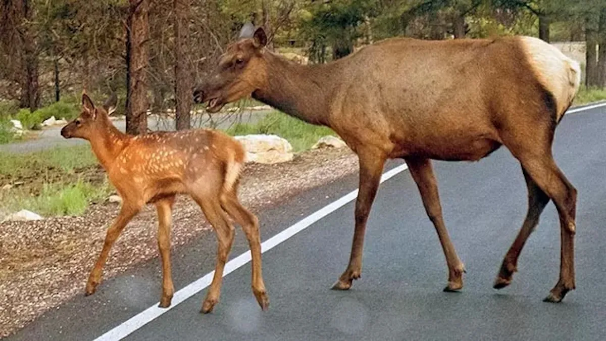 cow elk with a calf