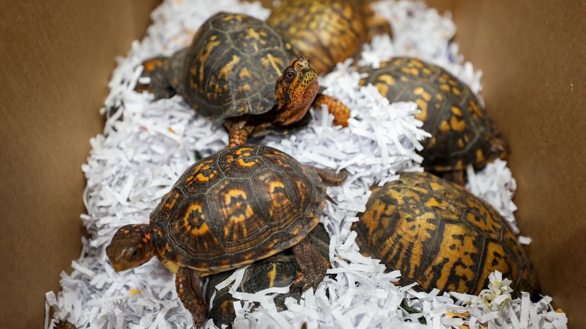 eastern box turtles