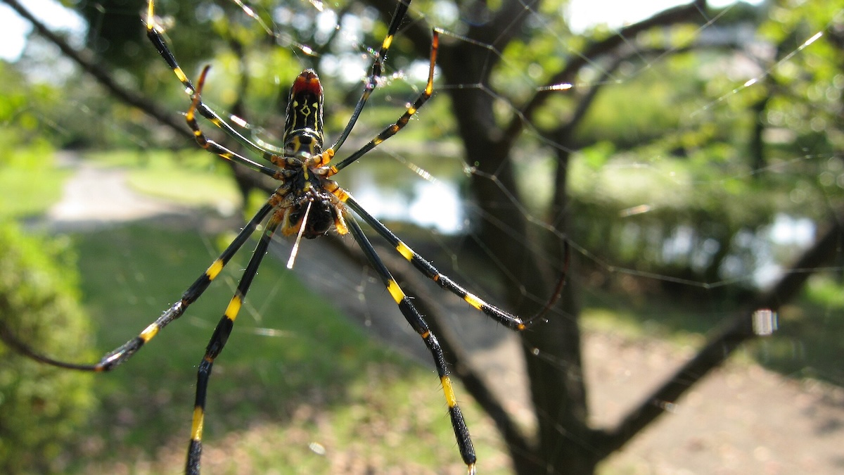 5 Things You Need to Know About Joro Spiders - Wide Open Spaces