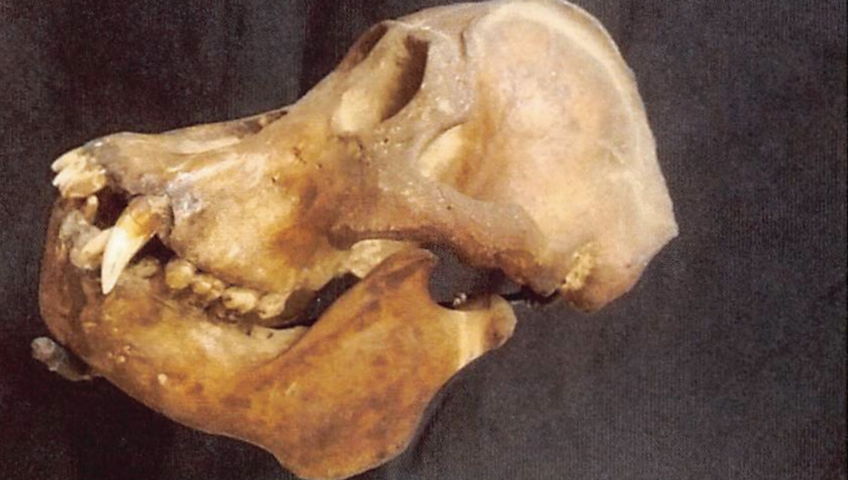 orangutan skull