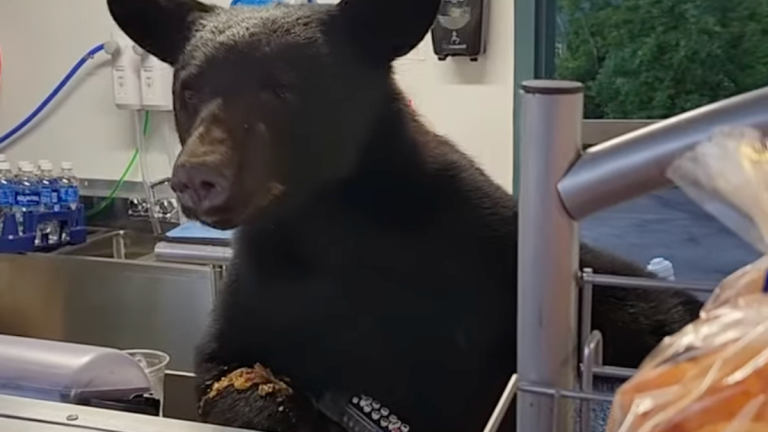 Black Bear Eating Inside Concession Stand Lunges at Worker