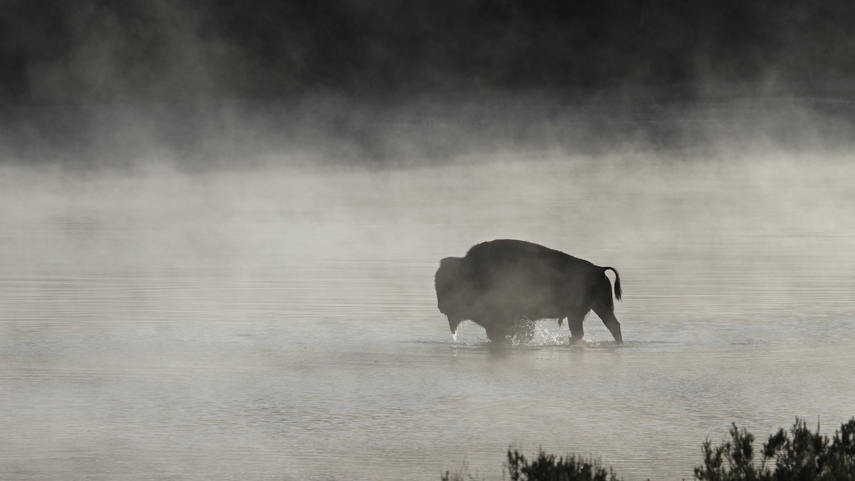 Yellowstone bison