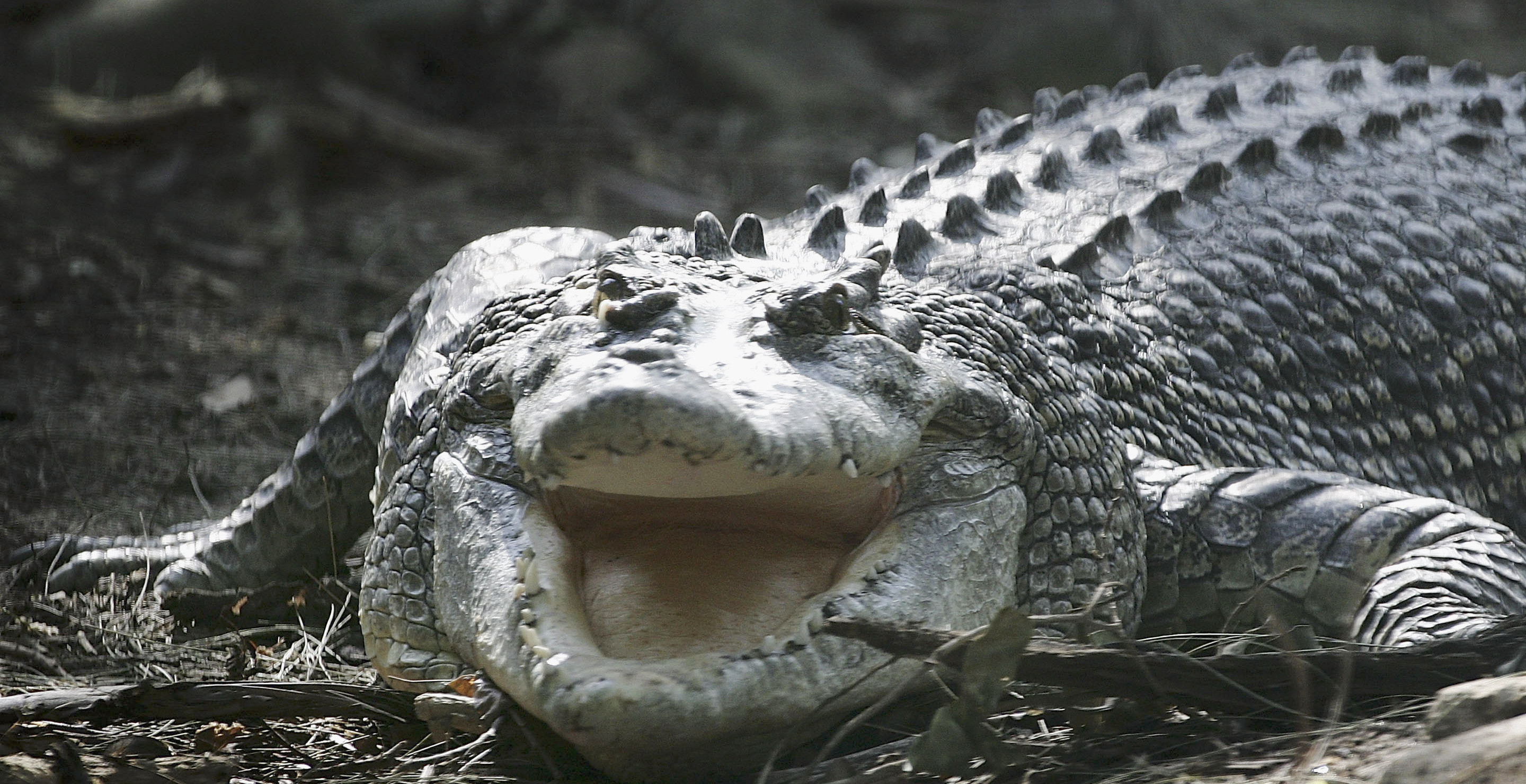 12-Year-Old Girl Missing After Being Attacked by Crocodile