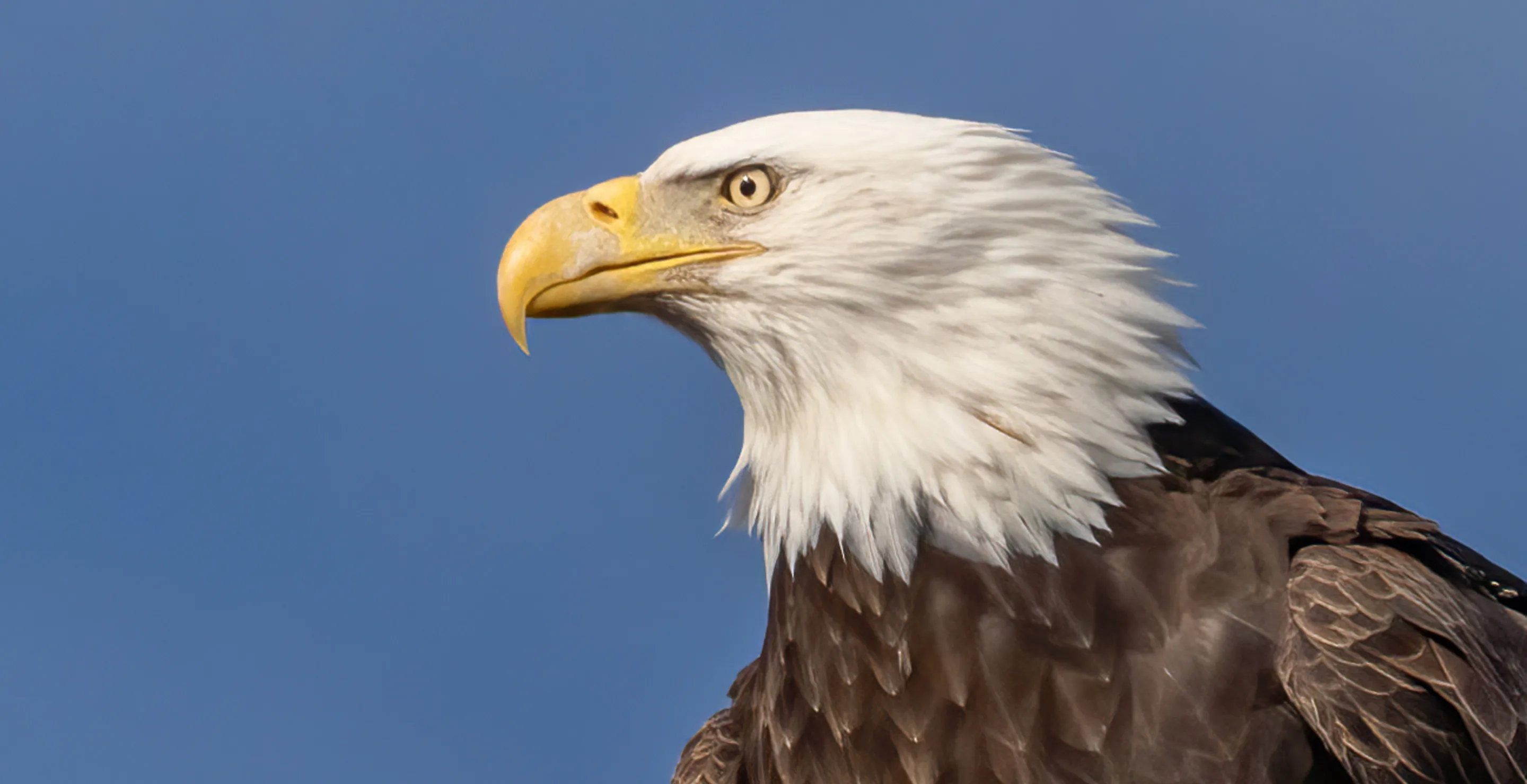 Alaskan Residents Are Living In Fear Due To String Of Unprovoked Bald Eagle Attacks