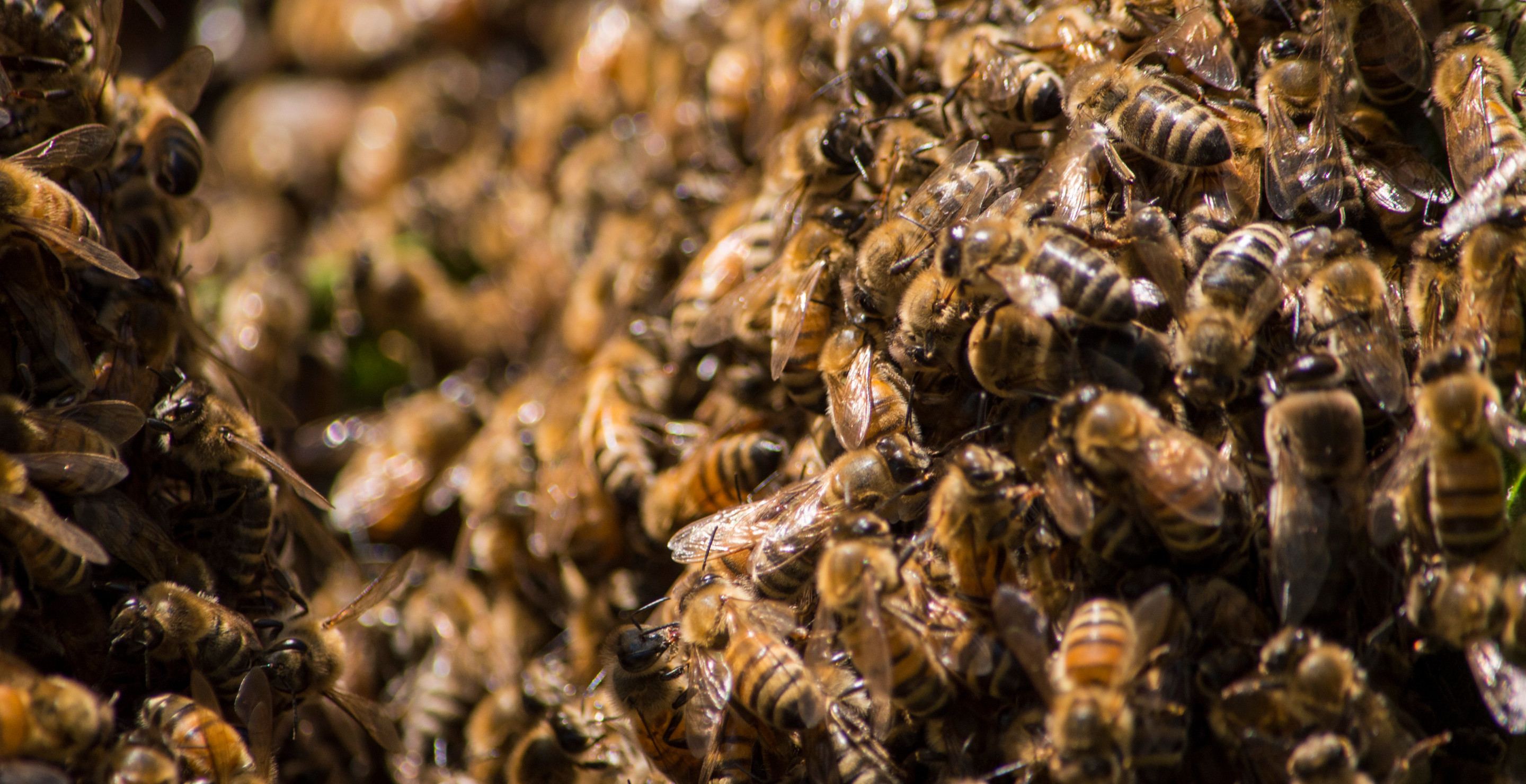 Arizona Man Dies After Being Attacked By Swarm Of Bees