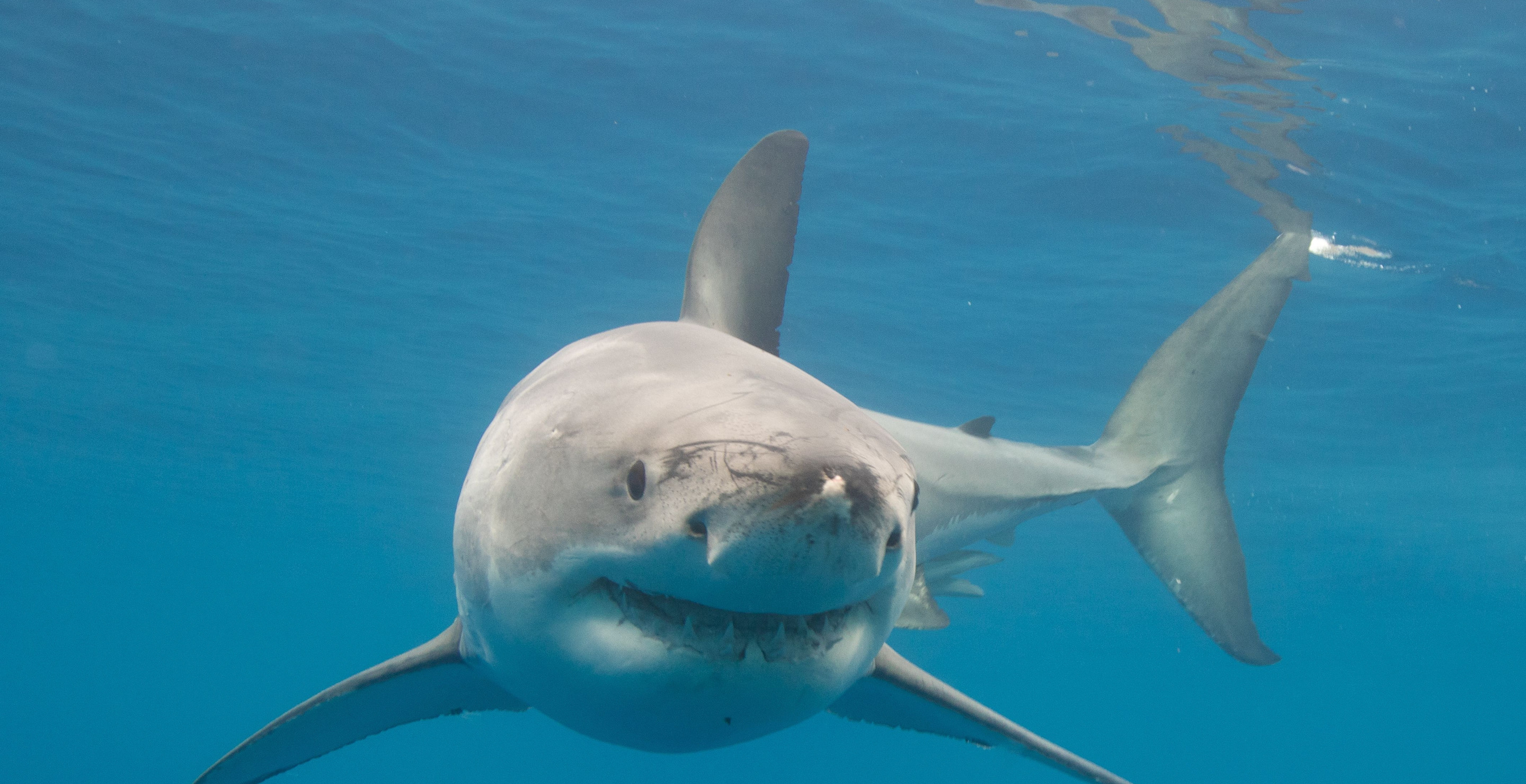 Australian Surfer Speaks Out After Shark Rips Off His Leg