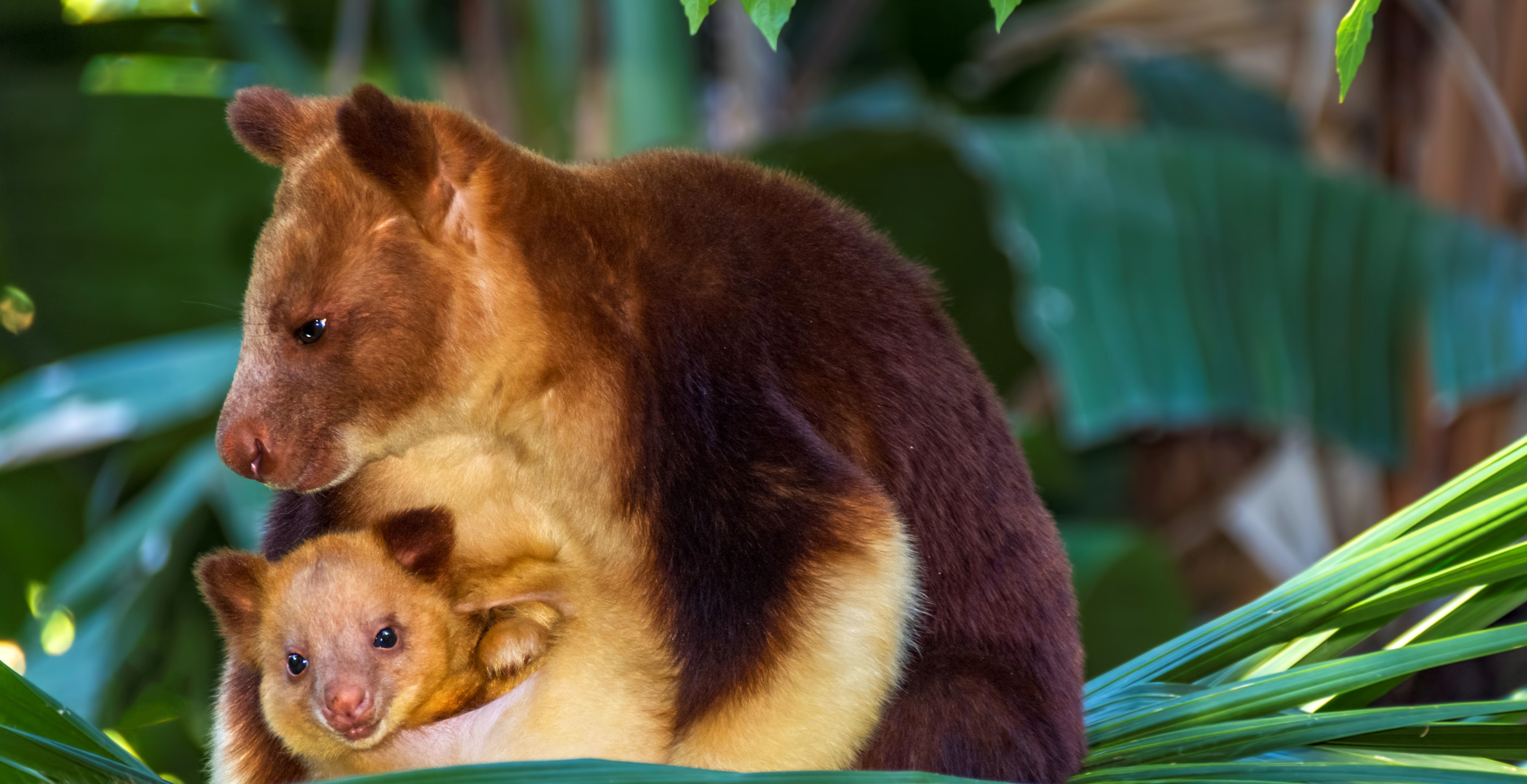 Curious Kangaroo Baby Pokes Head Out Of Mama's Pouch For First Time In Adorable Video