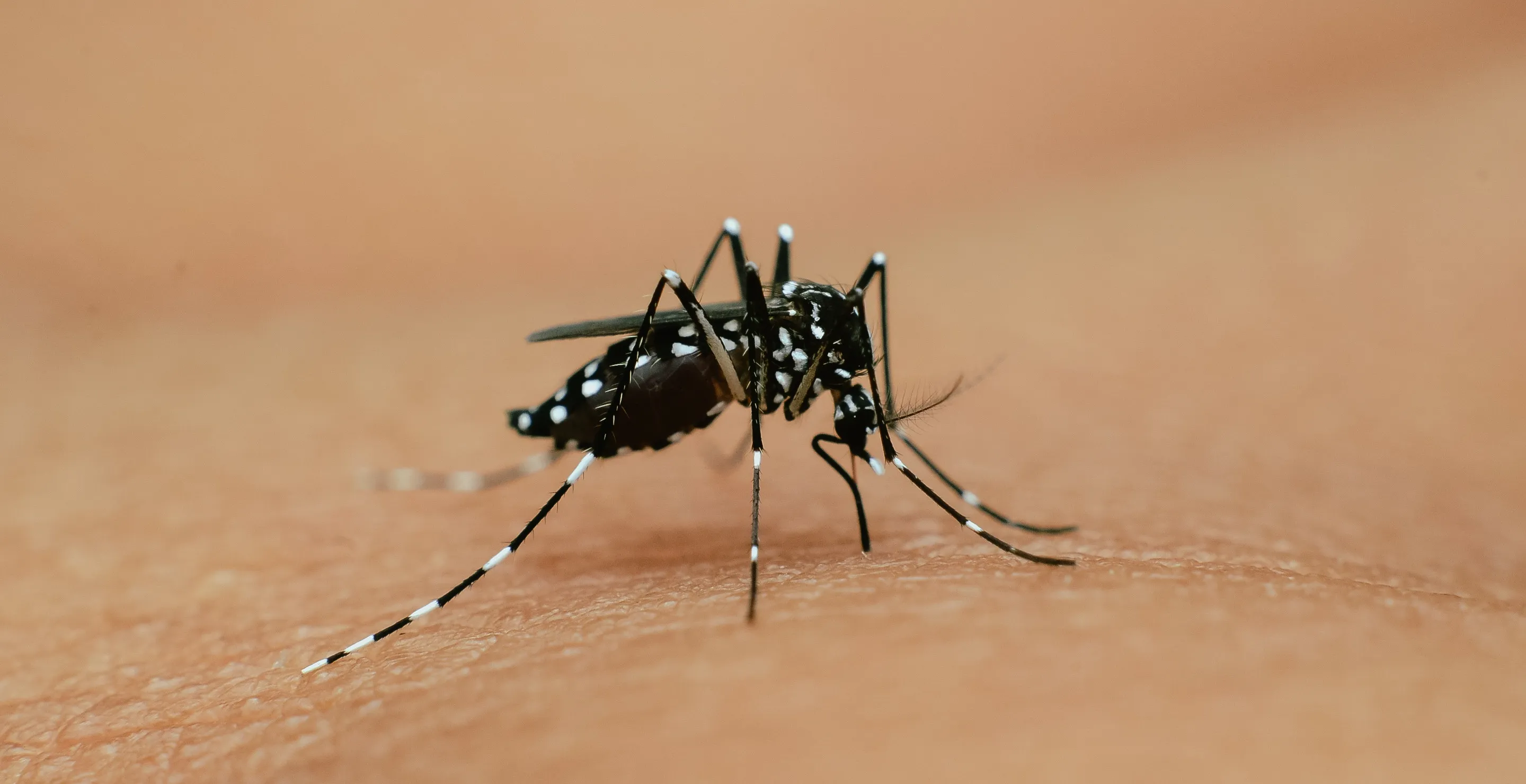Experts Warn Of Mosquito Virus In Maine That Can Cause Brain Swelling