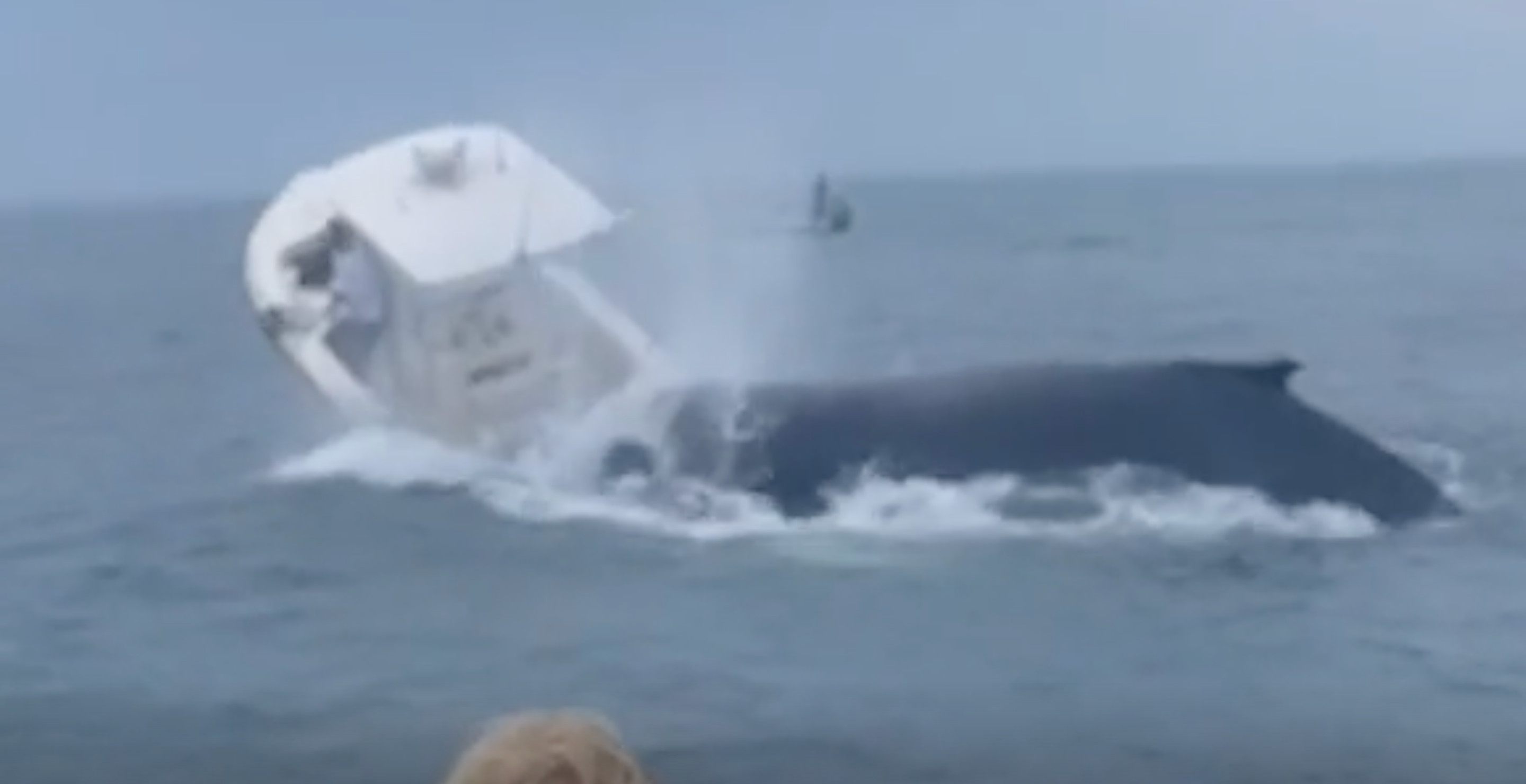 Fisherman Details Terrifying Moment A Breaching Whale Sank His Boat