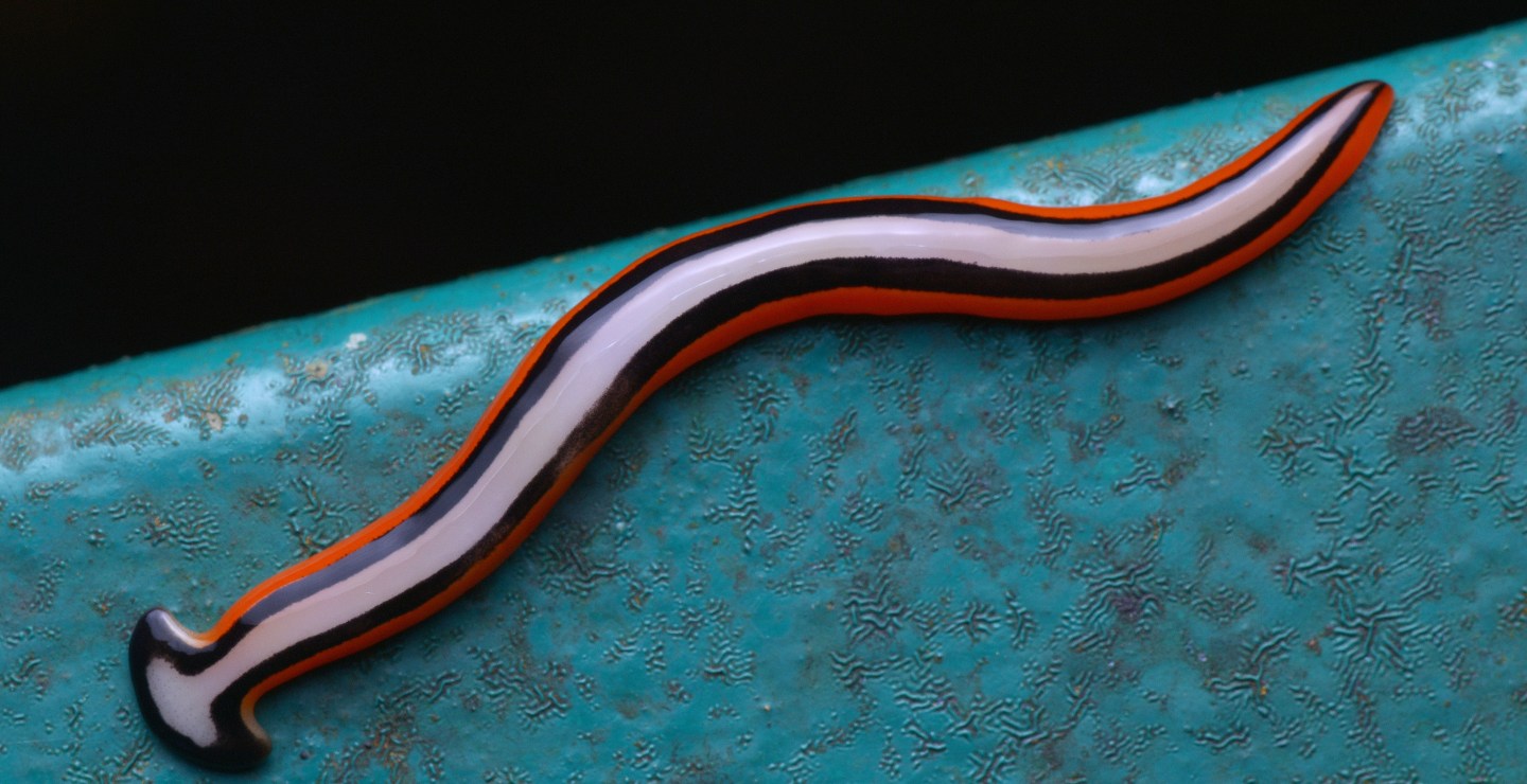 Heavy Texas Rains Cause Giant Poisonous Worms To Surface - Wide Open Spaces