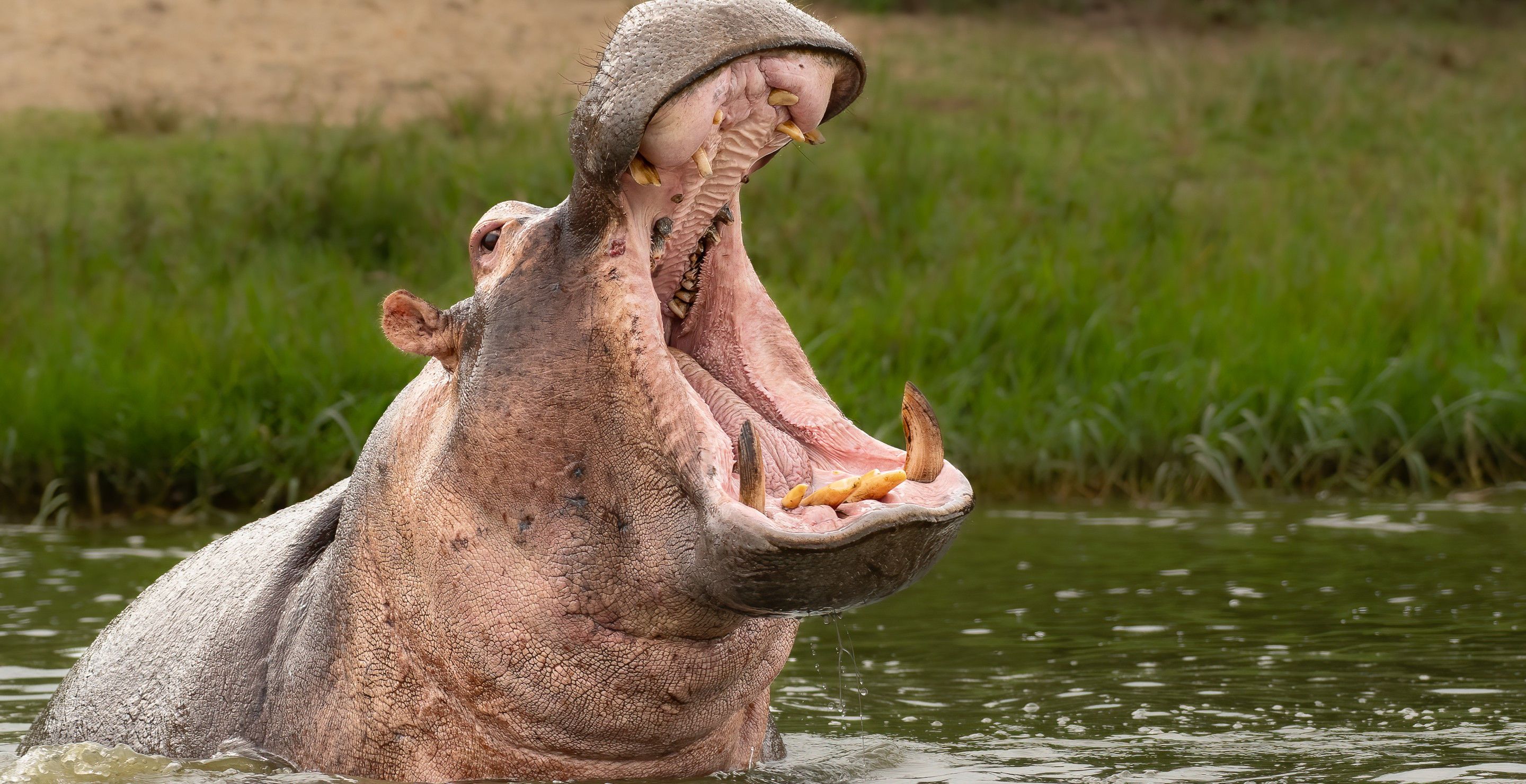 Hippo Angrily Mauls And Kills Zookeeper In Grisly Attack