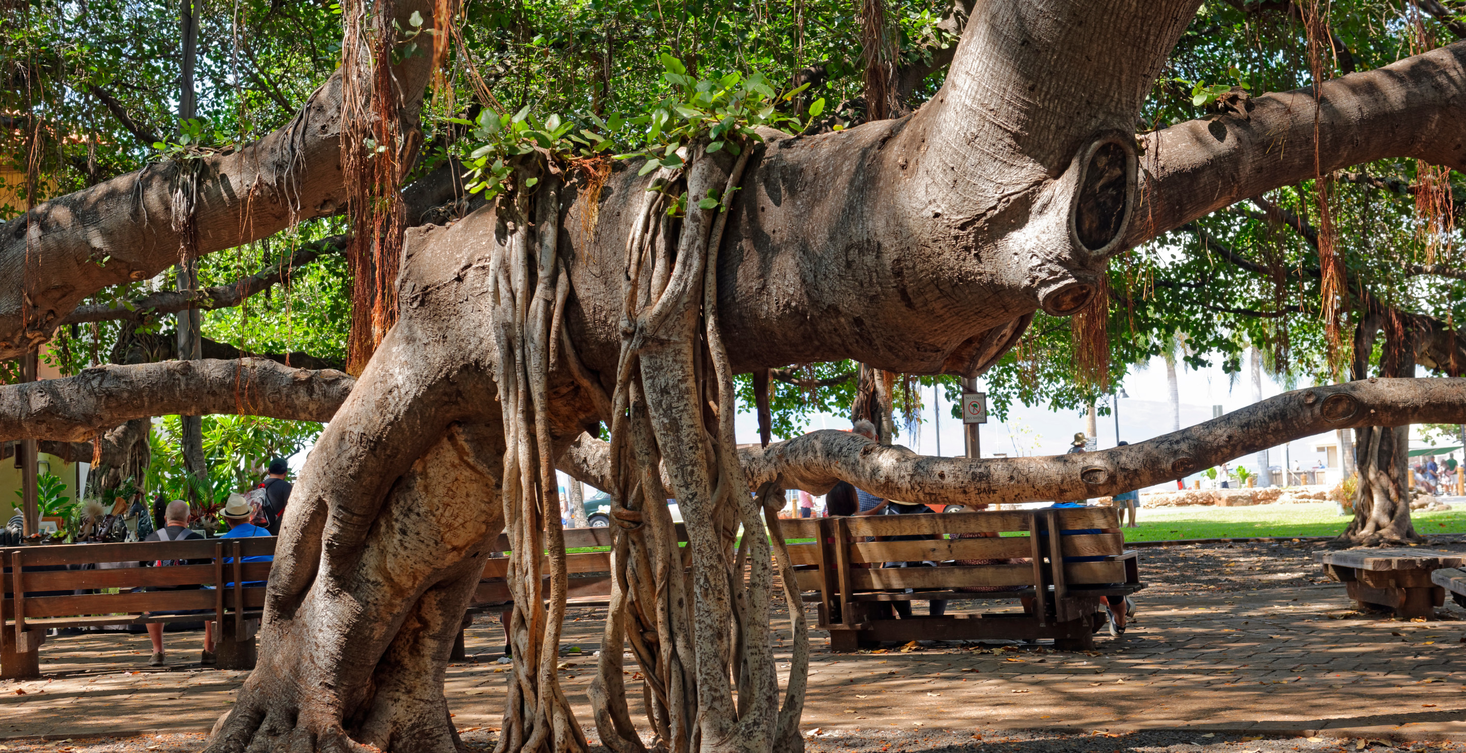 Landmark Tree In Hawaii Is Symbol Of Hope Following Devastating Maui Fire