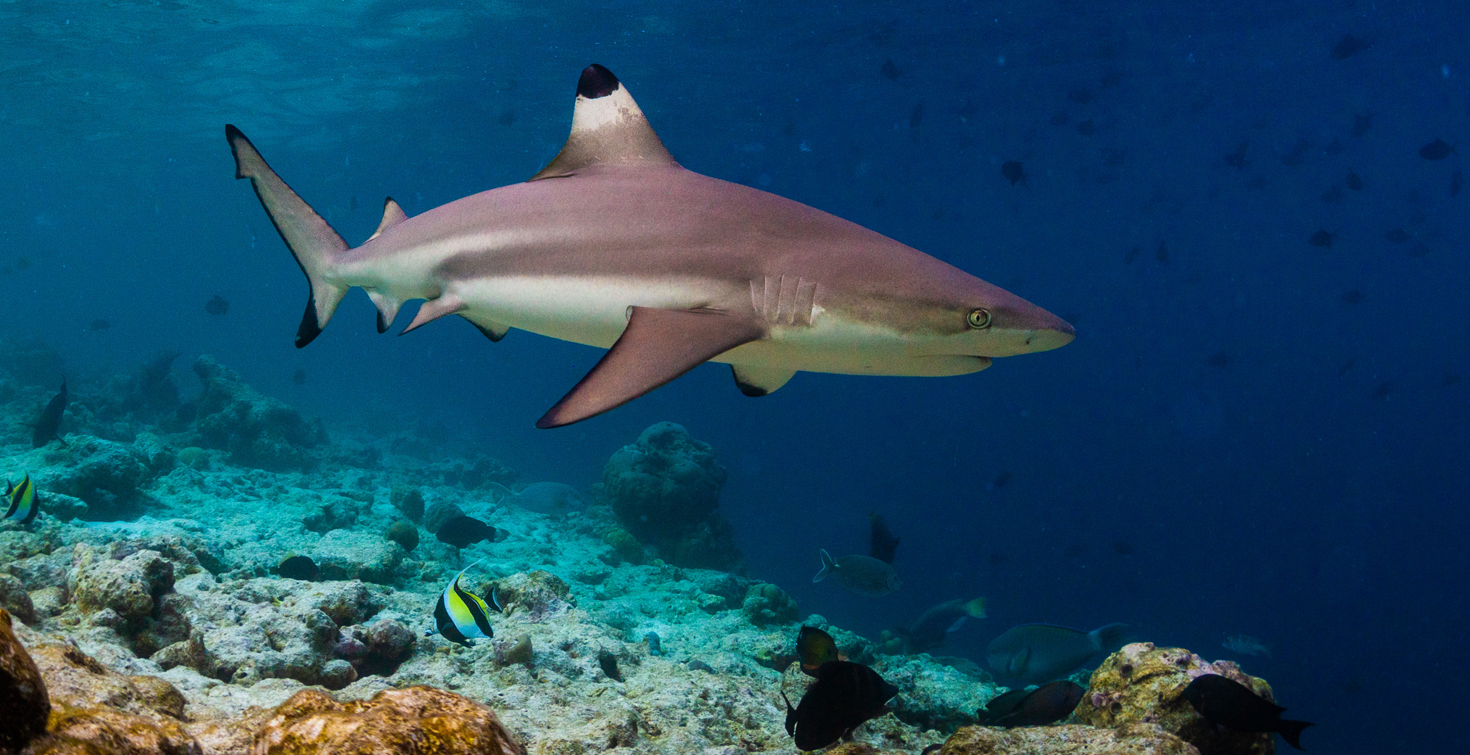 Life Guard In Training Jumps In Water Only To Land On A Shark