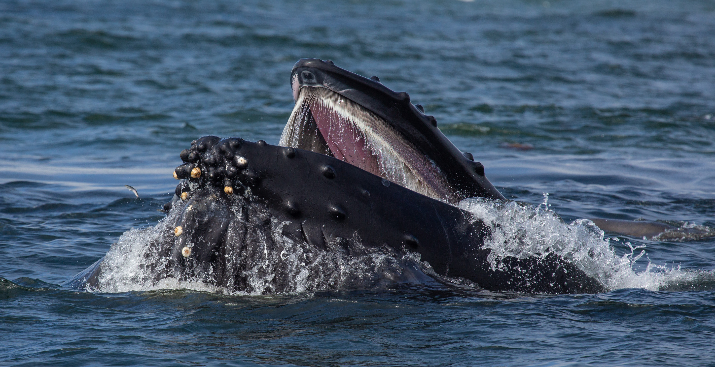 Man Miraculously Survives Almost Being Swallowed By Humpback Whale