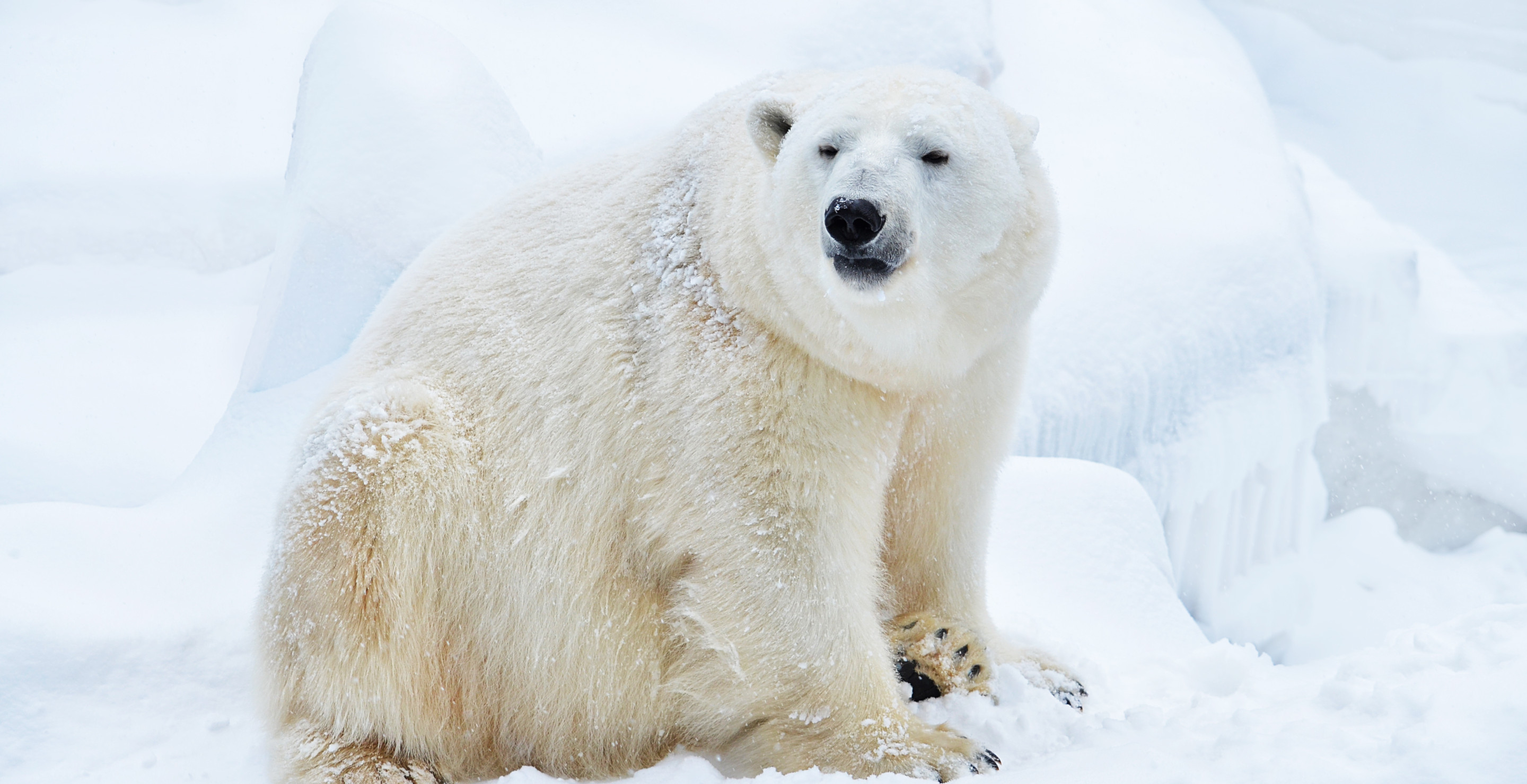 Man Survives Harrowing Attack From Polar Bear