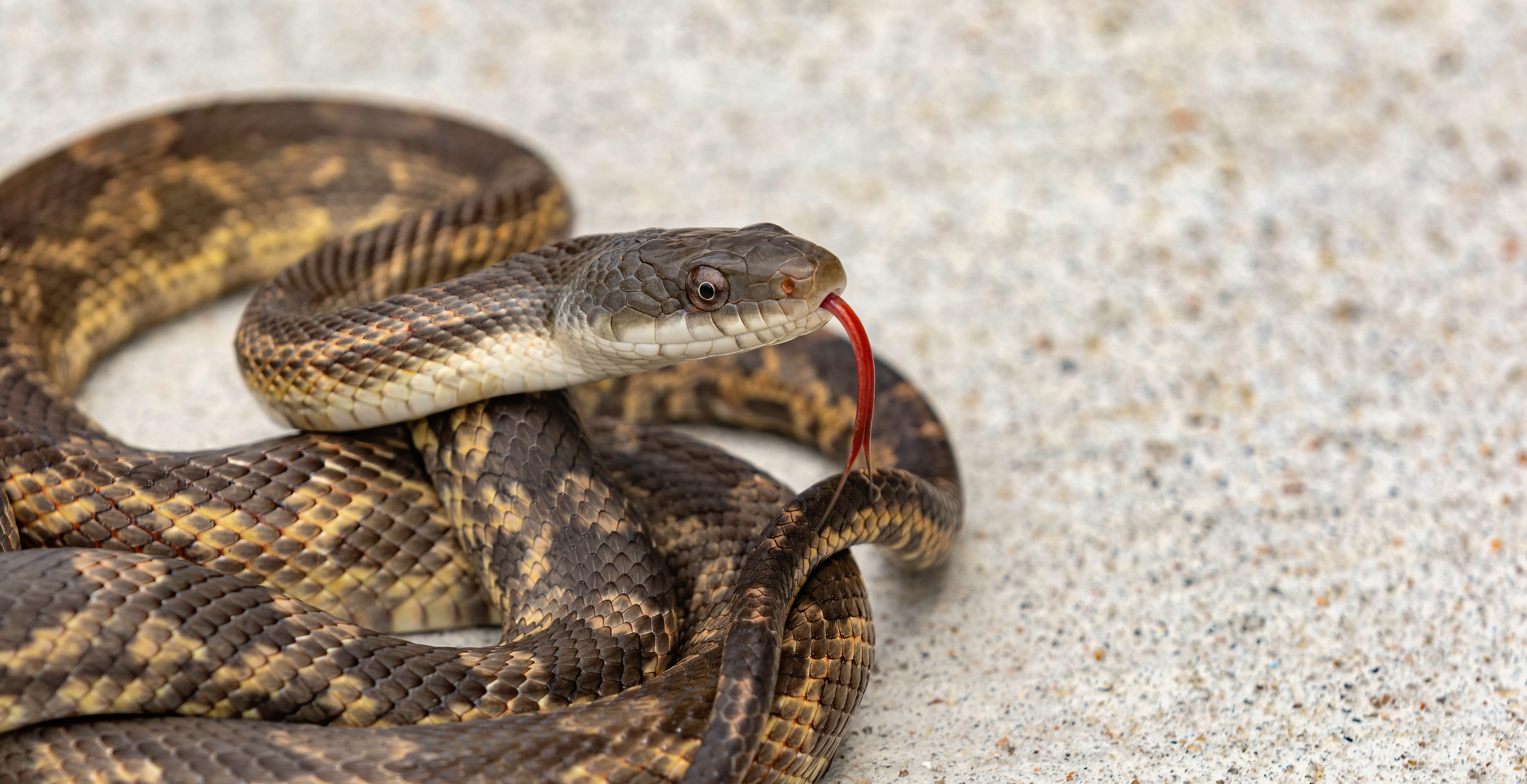 Man Tries To Smuggle 100 Snakes Into China In His Pants