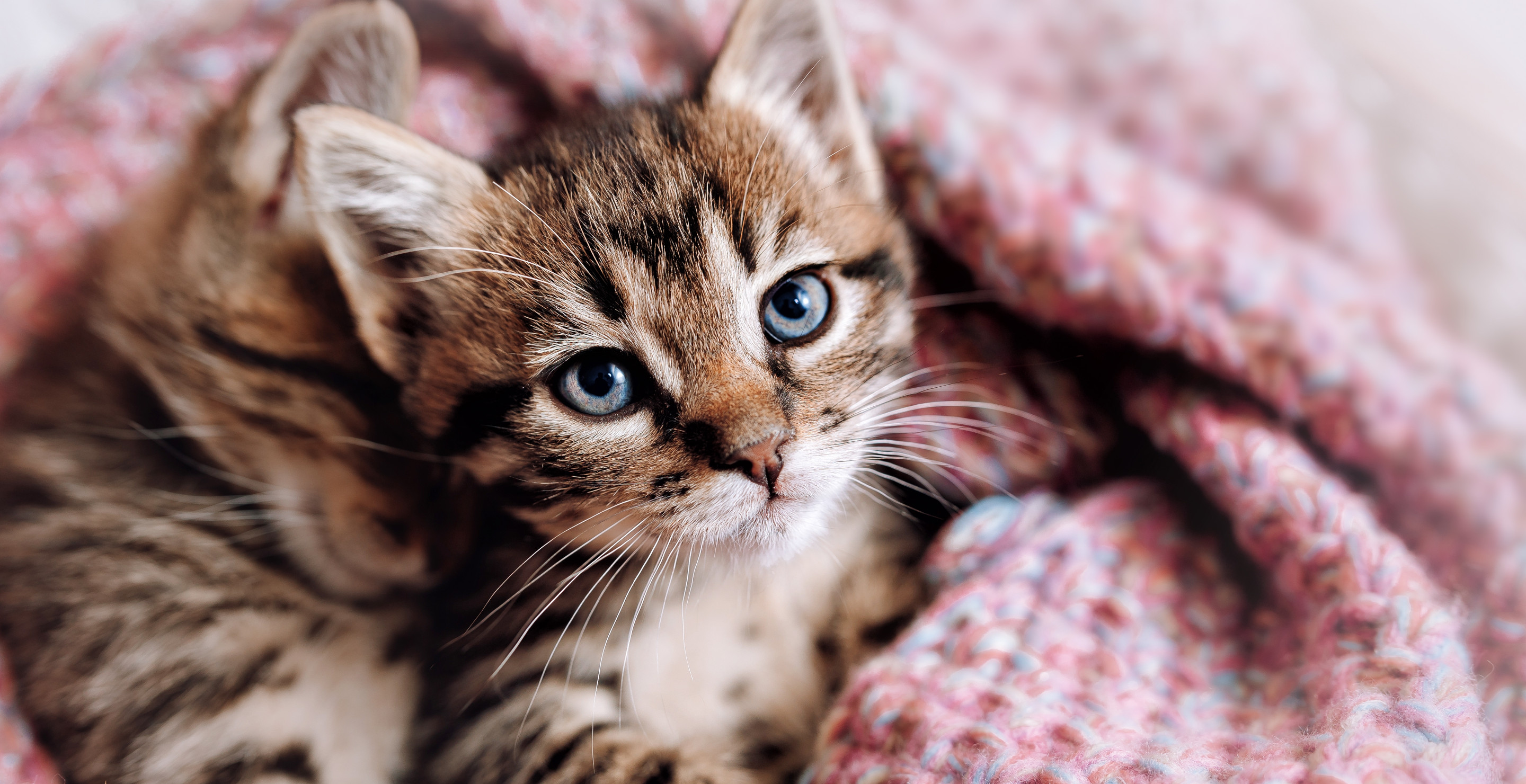 Michigan Firefighters Rescue Kitten Stuck In Car Muffler In Adorable Video