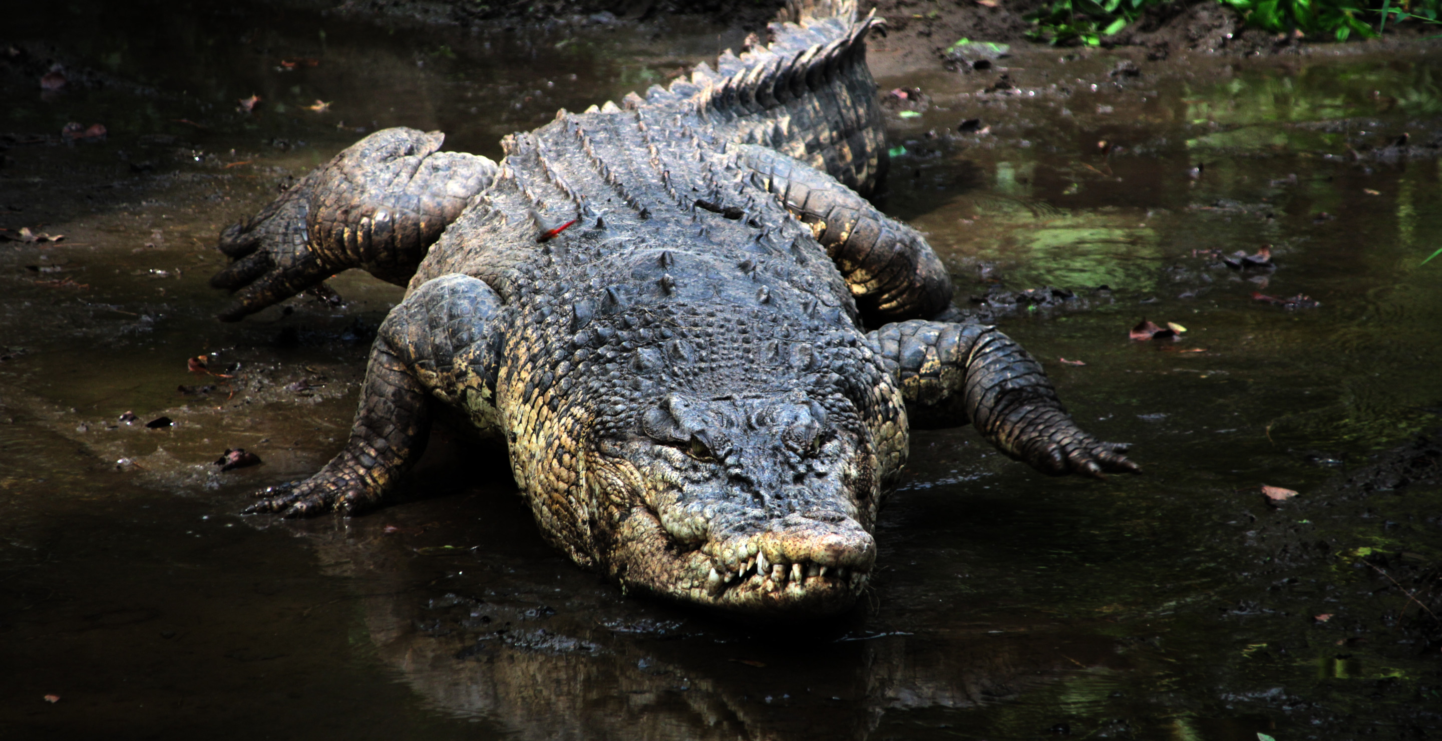 Missing Girl Has Sadly Died Following Crocodile Attack