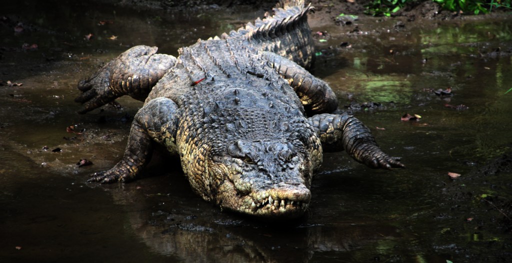 Meet The World's Oldest Crocodile - Wide Open Spaces