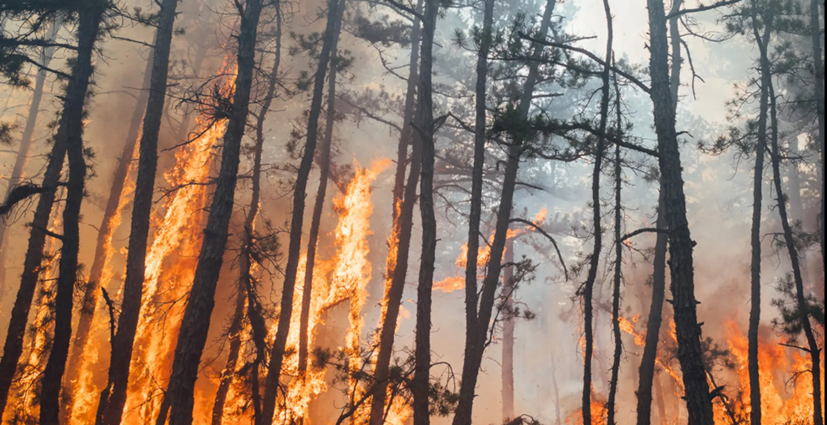 New Jersey Wildfire Burns Up Thousands Of Acres Thanks To 4th Of July Firework