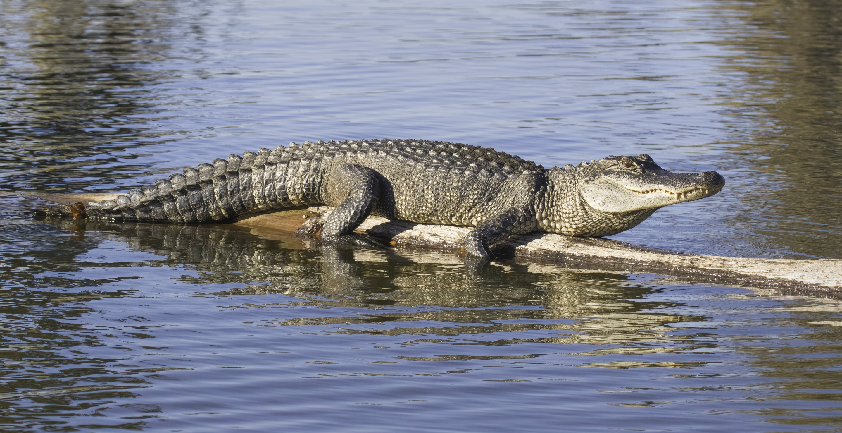 North Carolina Police Warn Of Aggressive Alligators