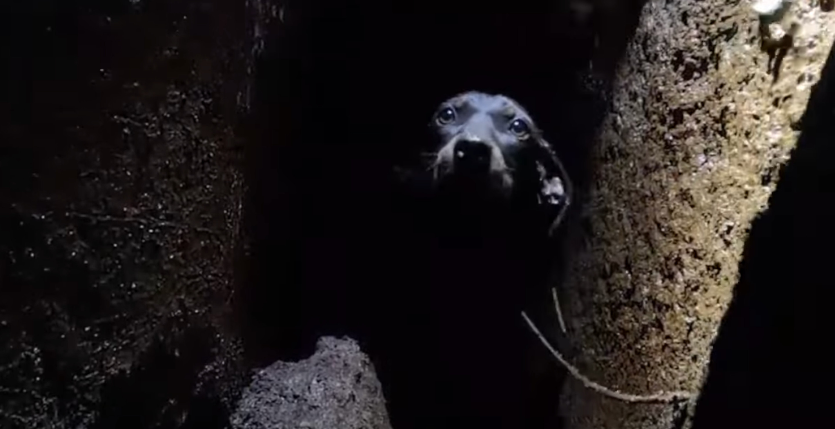 Rappeller Rescues Puppy From 25-Foot Deep Volcanic Fissure In Hawaii