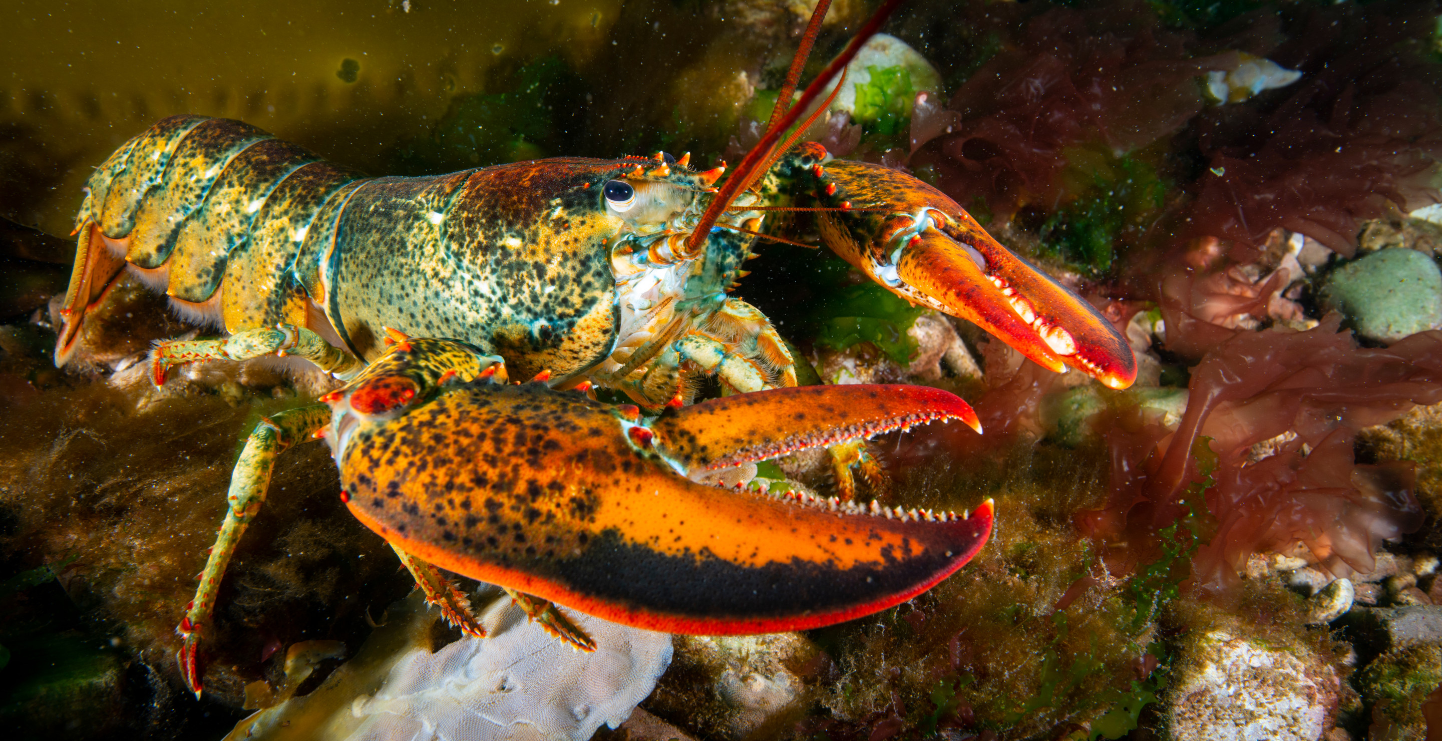 Rare 1-In-30 Million Lobster Accidentally Shipped To Red Lobster